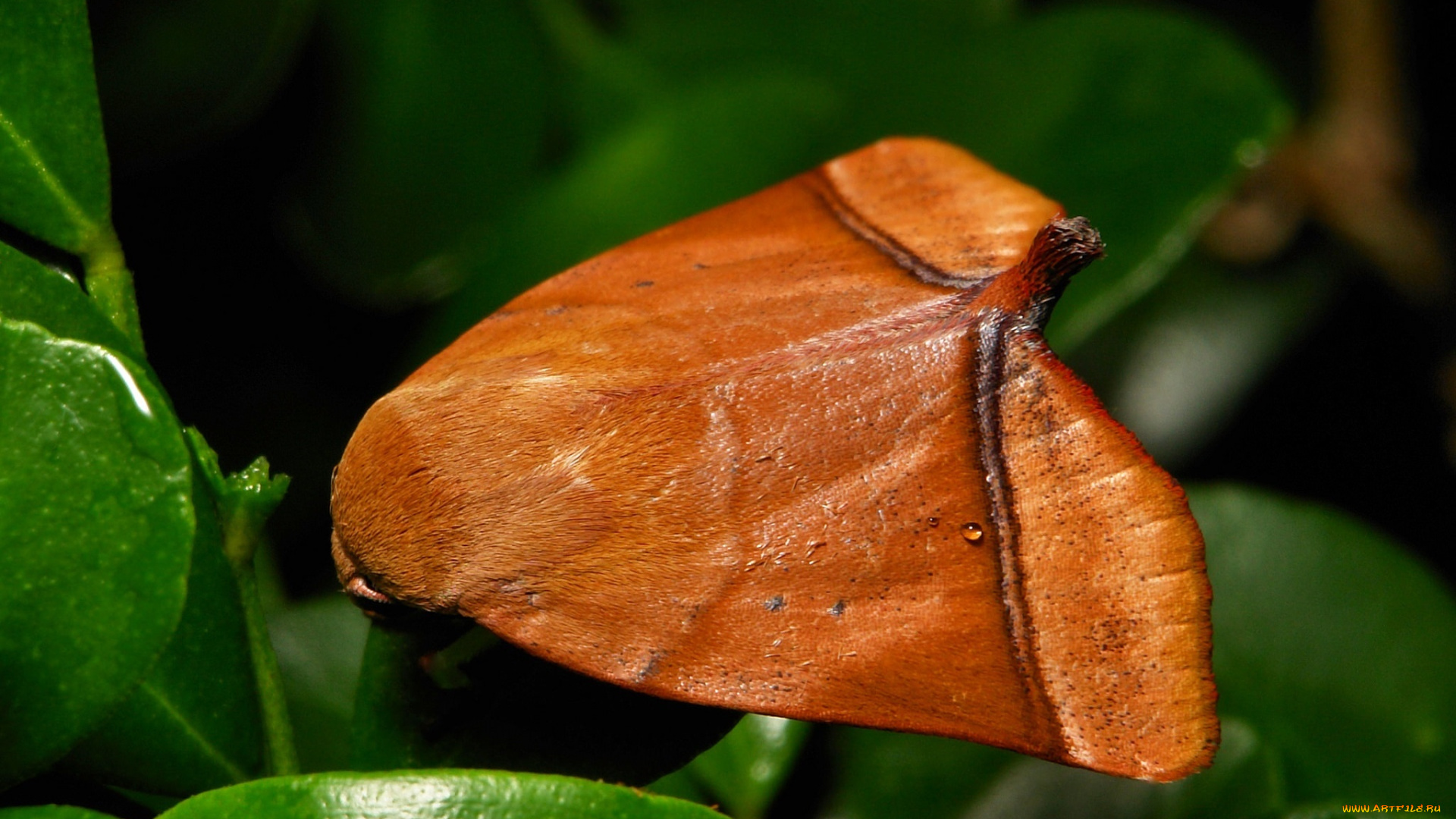 животные, бабочки, itchydogimages, макро, моль, мотылёк