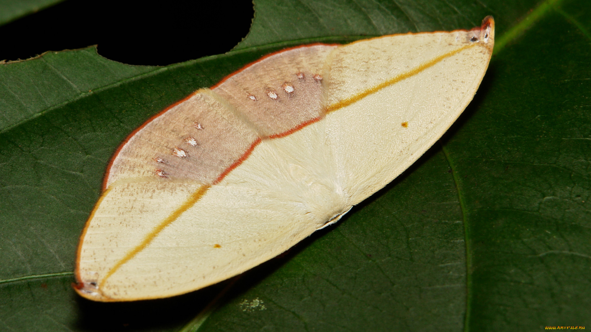 животные, бабочки, itchydogimages, макро, листья, моль, крылья