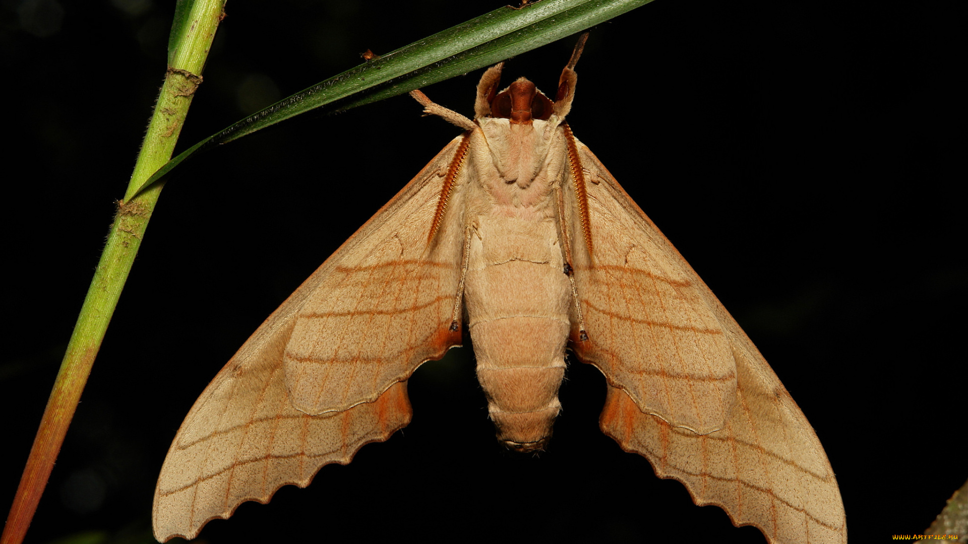 животные, бабочки, itchydogimages, макро, мотылёк, крылья