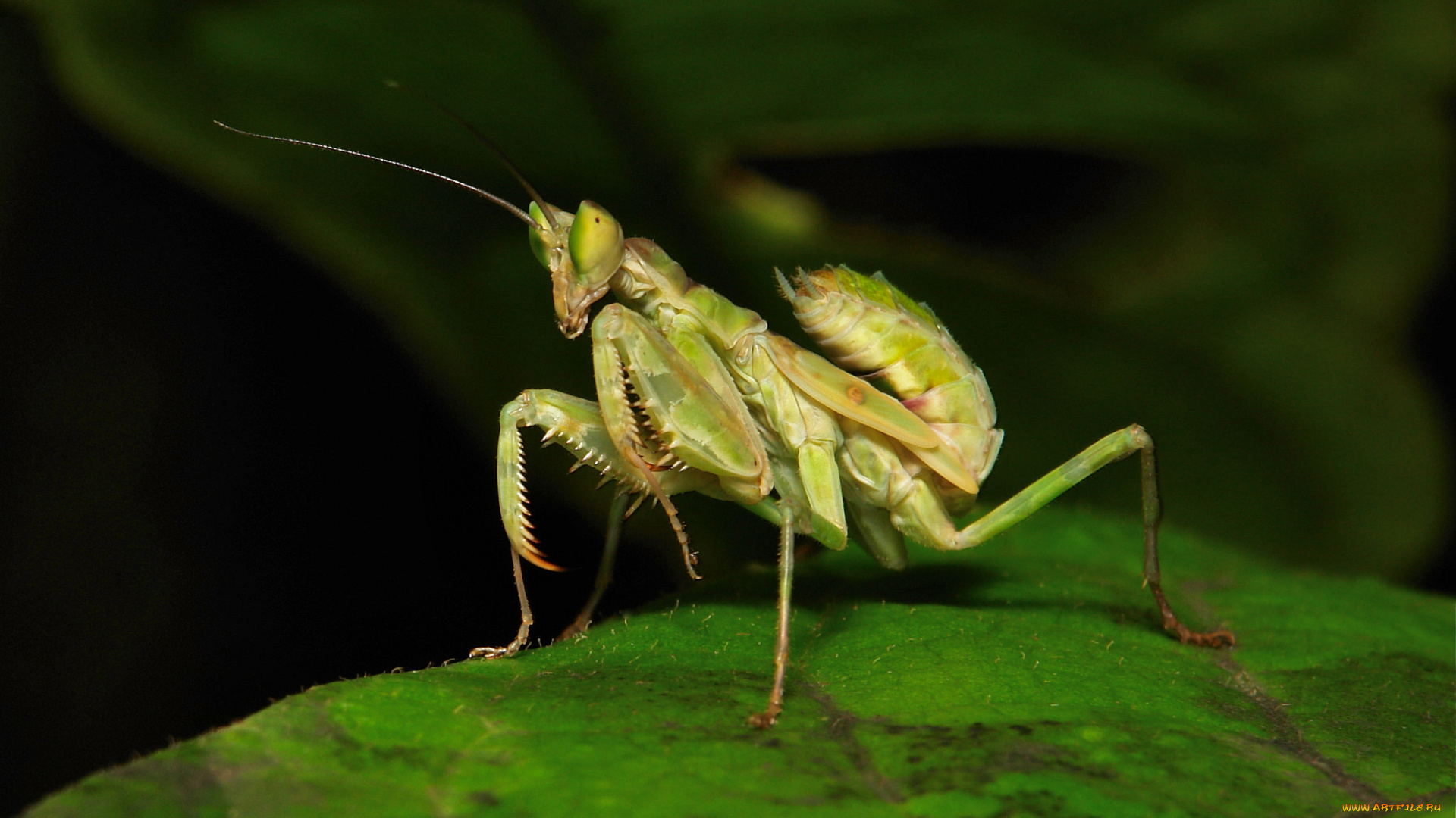 животные, богомолы, itchydogimages, макро, богомол, насекомое, лист