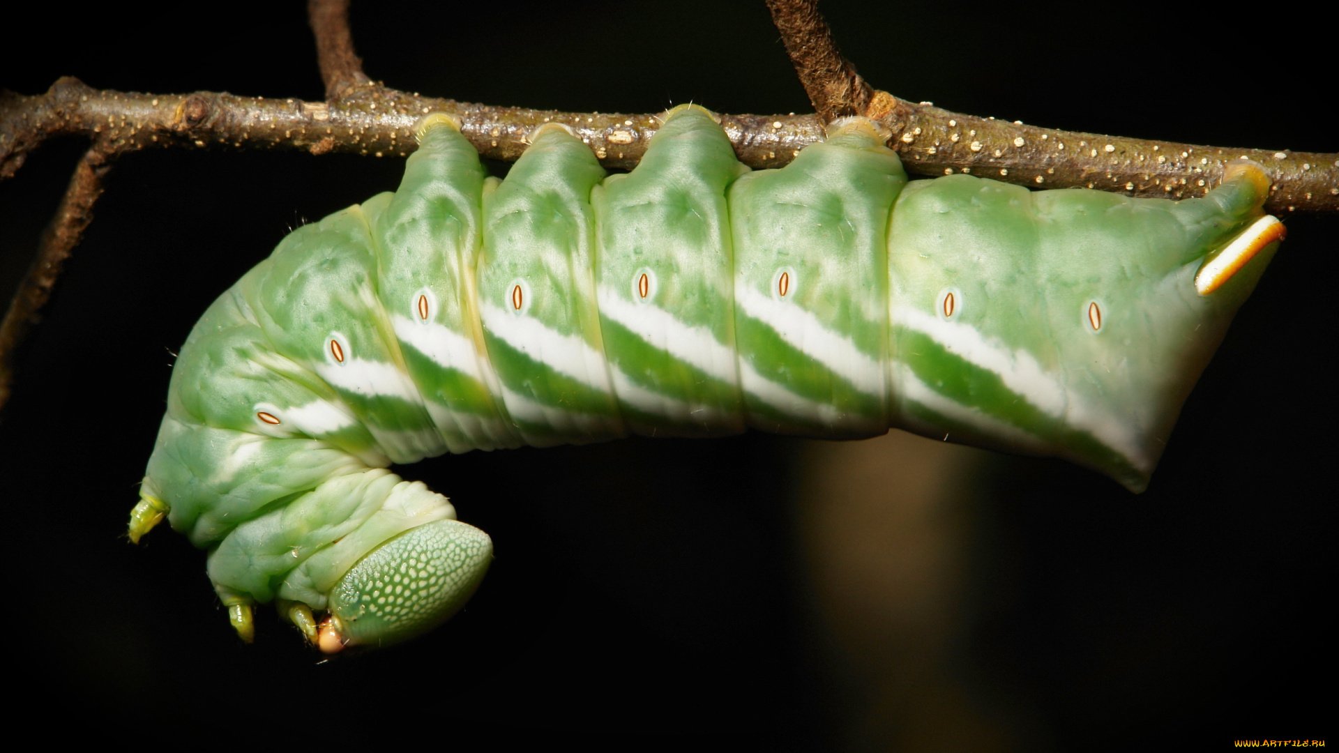 животные, гусеницы, itchydogimages, макро, гусеница, веточка