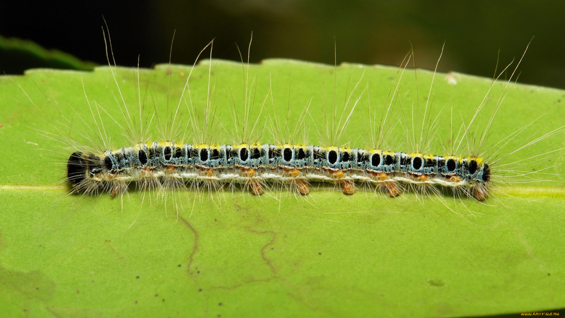 животные, гусеницы, itchydogimages, макро, гусеница, лист