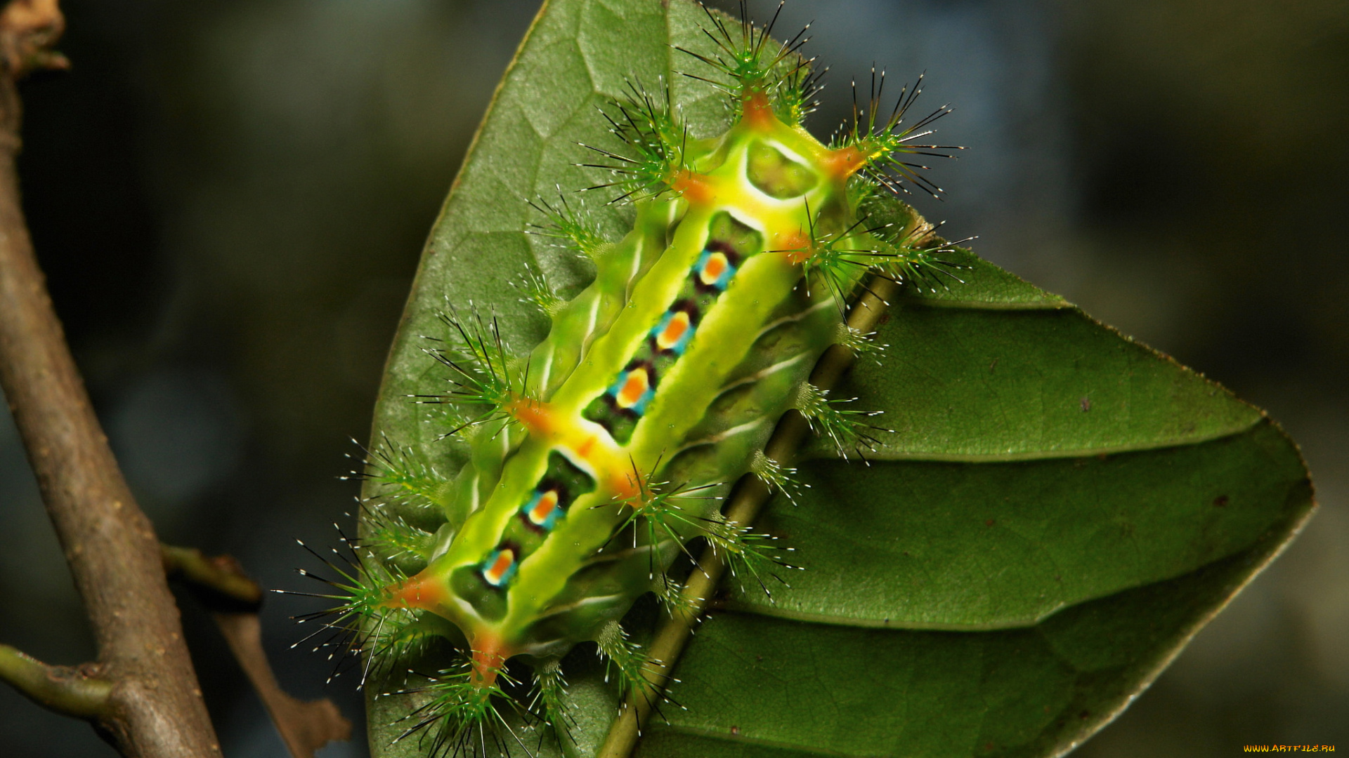 животные, гусеницы, itchydogimages, макро, насекомое, лист, гусеница, необычная