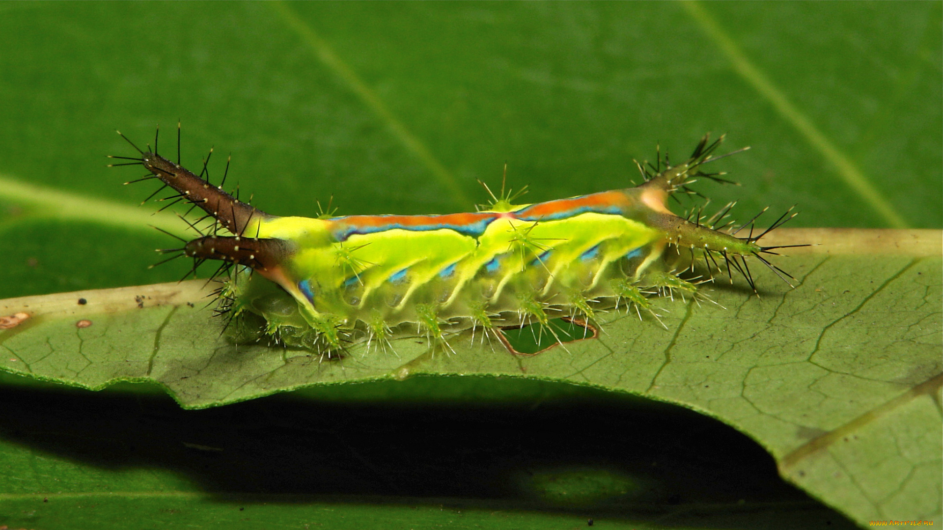 животные, гусеницы, itchydogimages, макро, насекомое, лист, гусеница, необычная