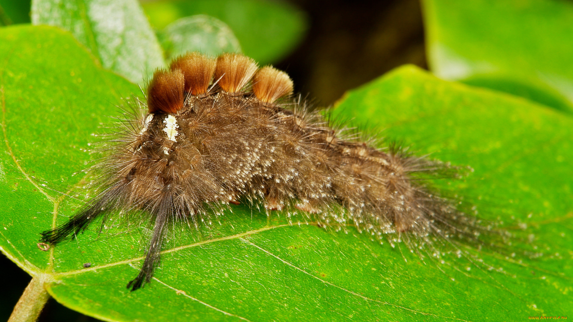 животные, гусеницы, itchydogimages, макро, насекомое, лист, гусеница, необычная