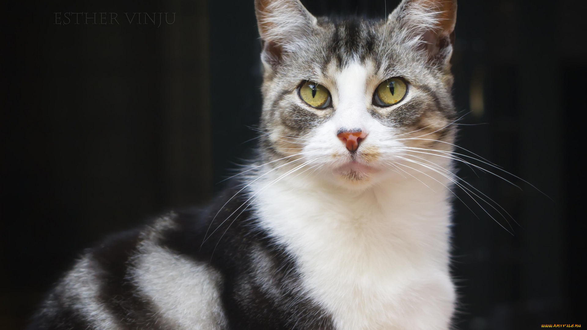 животные, коты, кот, кошка, взгляд