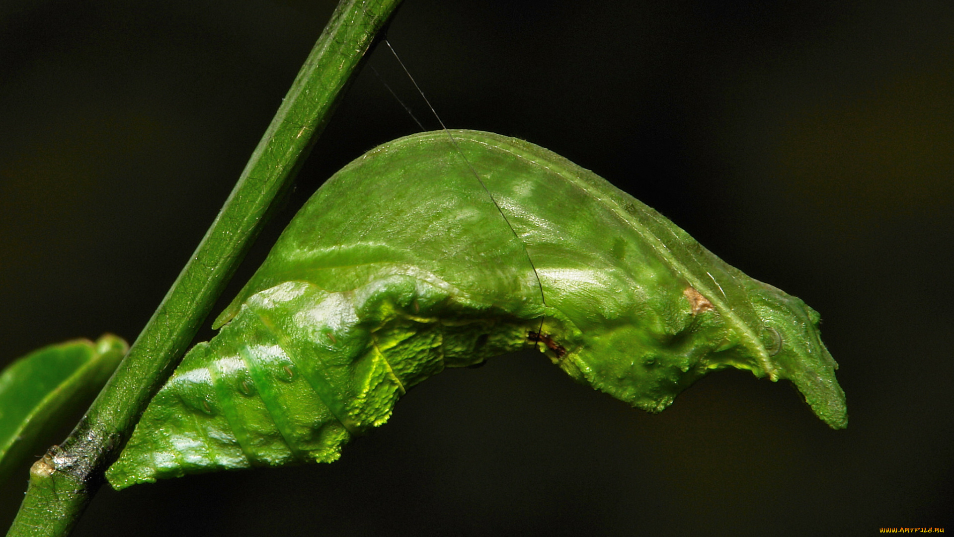 животные, насекомые, itchydogimages, макро, куколка, веточка