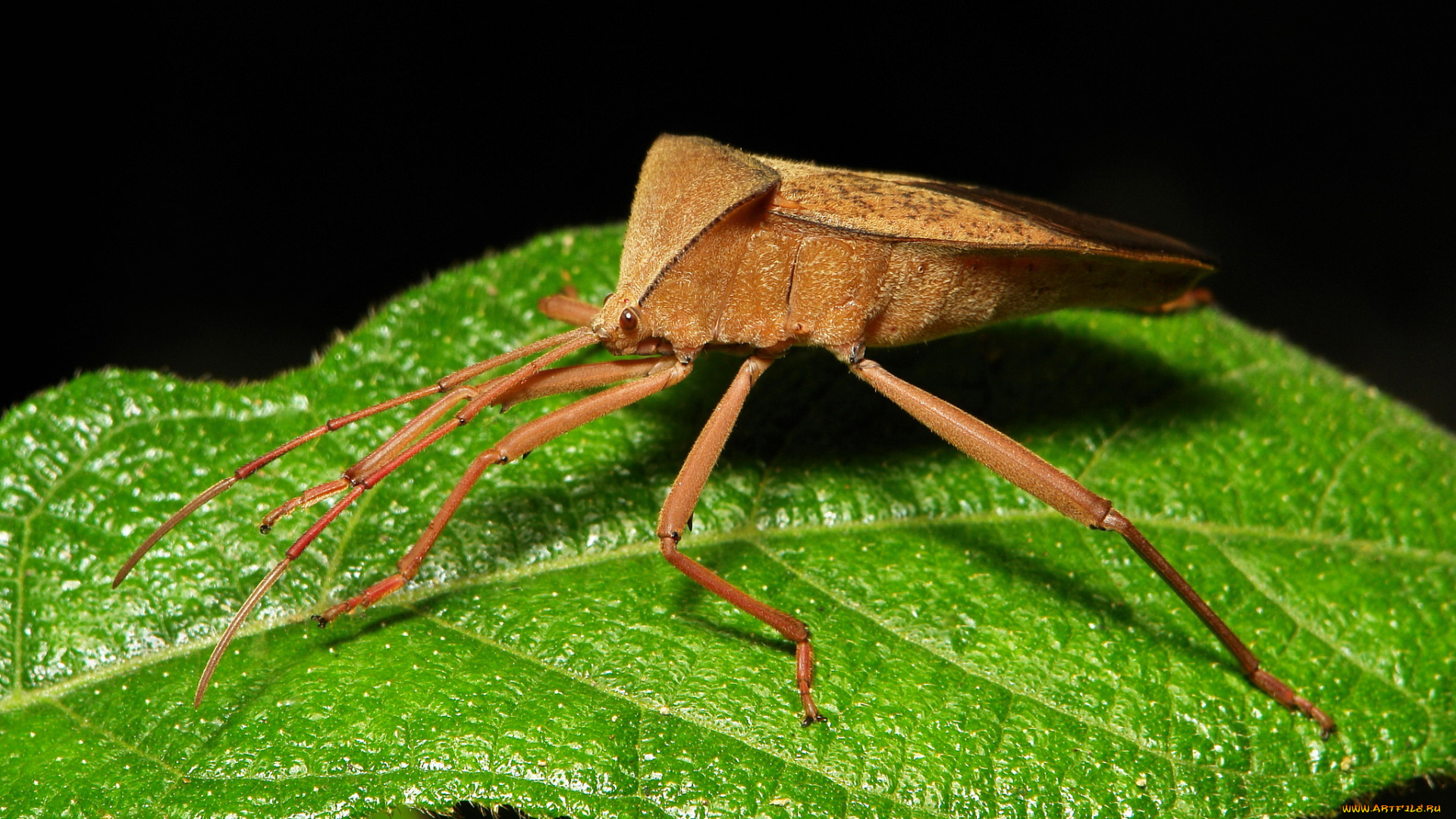 животные, насекомые, itchydogimages, макро, лист, жук, клоп, лапки, усики