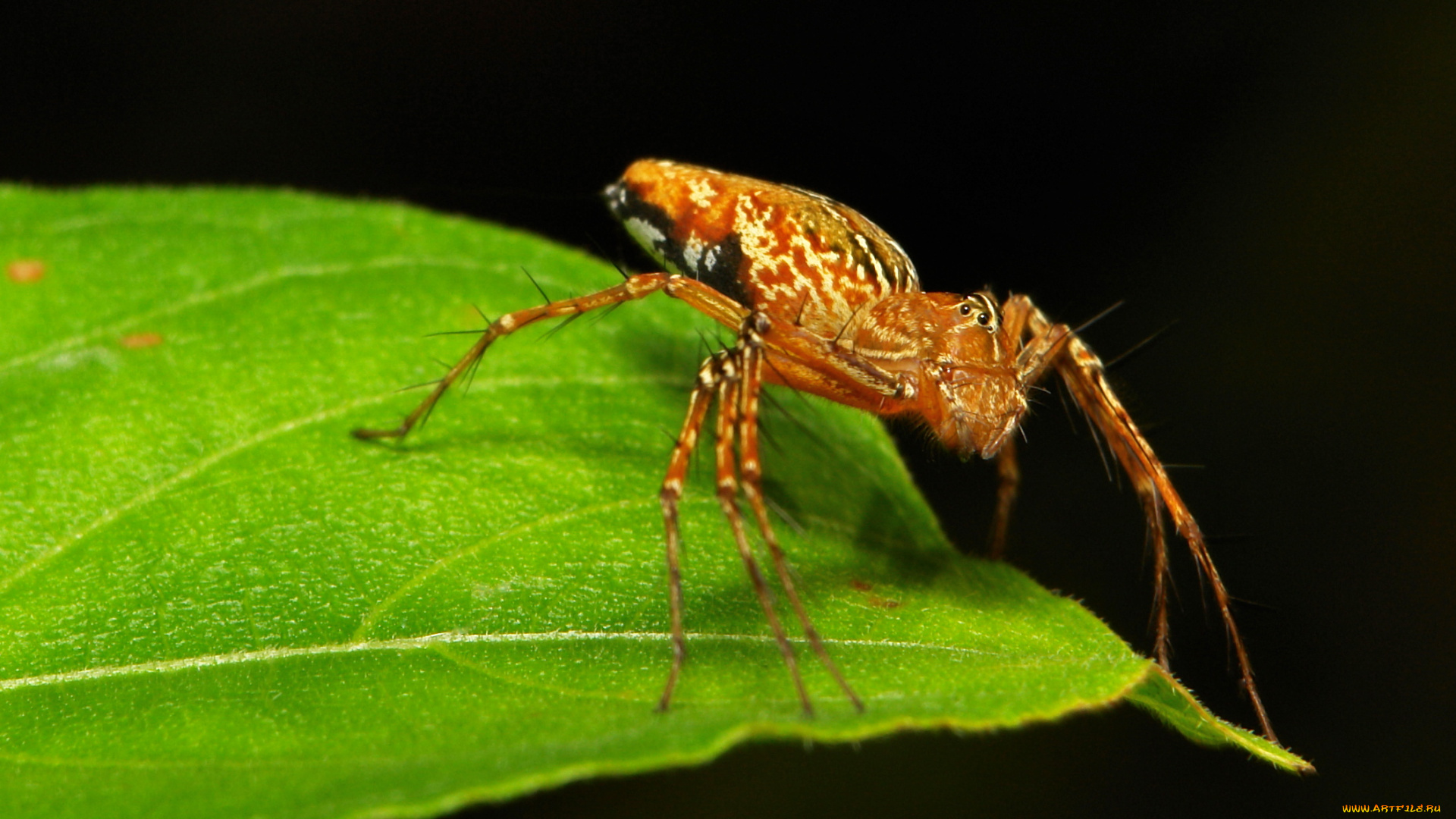 животные, пауки, itchydogimages, макро, паук, лист, чёрный, фон