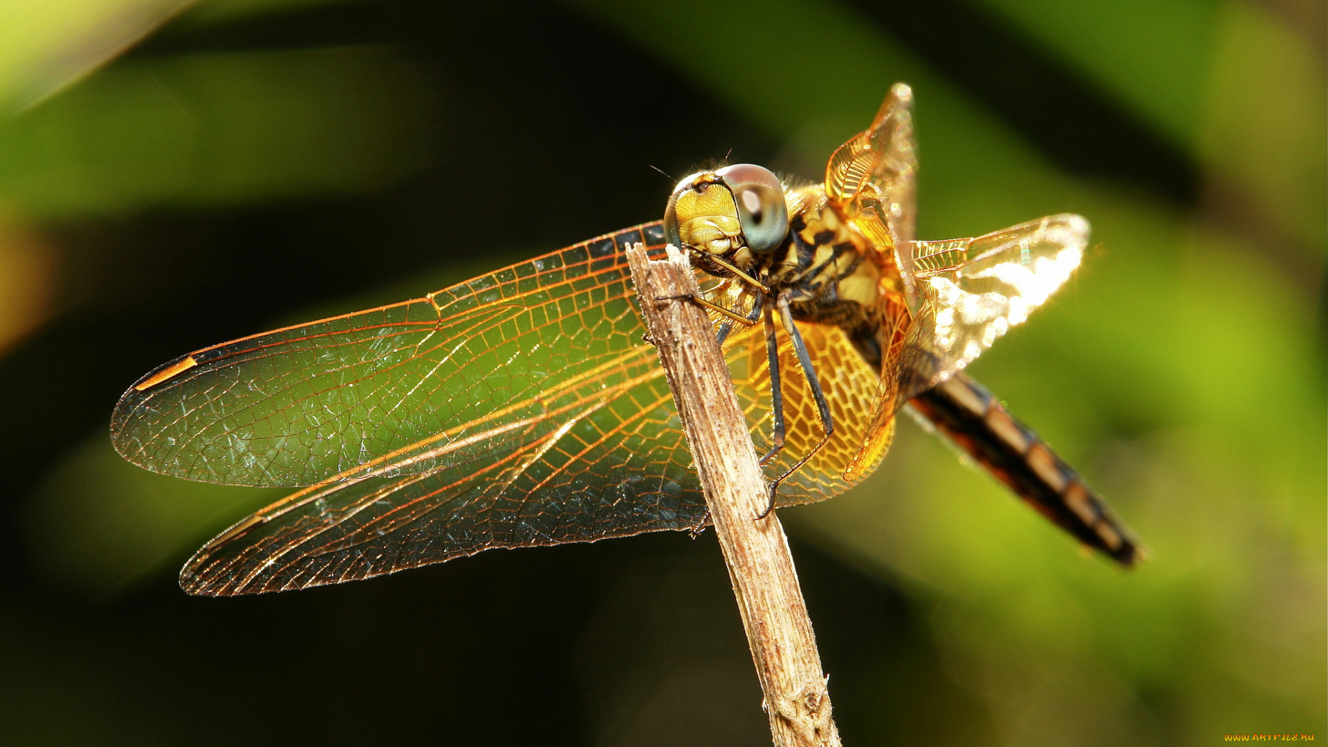 животные, стрекозы, itchydogimages, макро, травинка, стрекоза