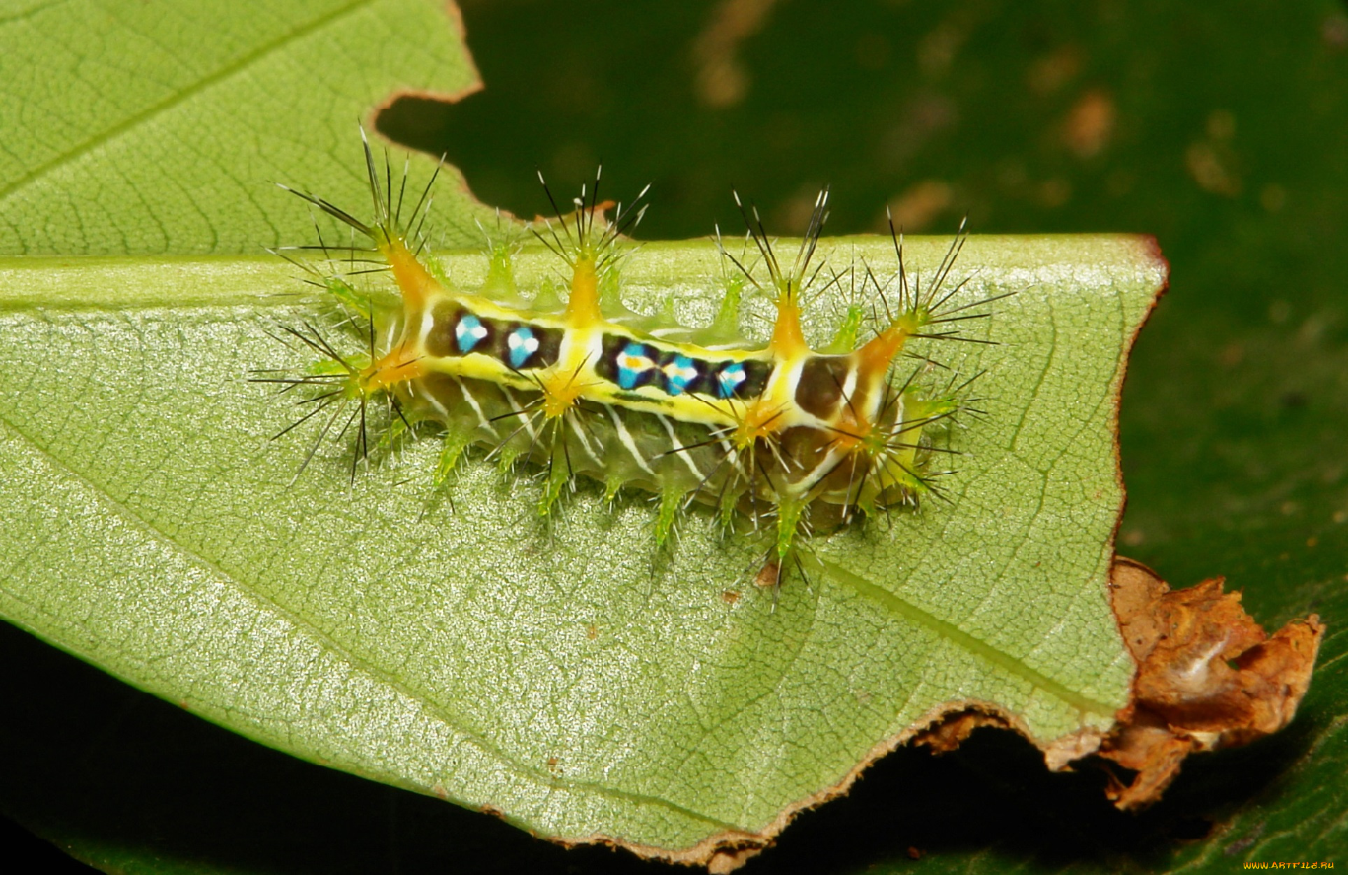 животные, гусеницы, itchydogimages, макро, лист, гусеница