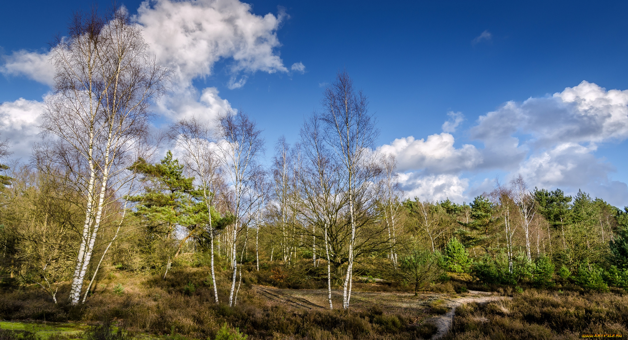 природа, лес, облака