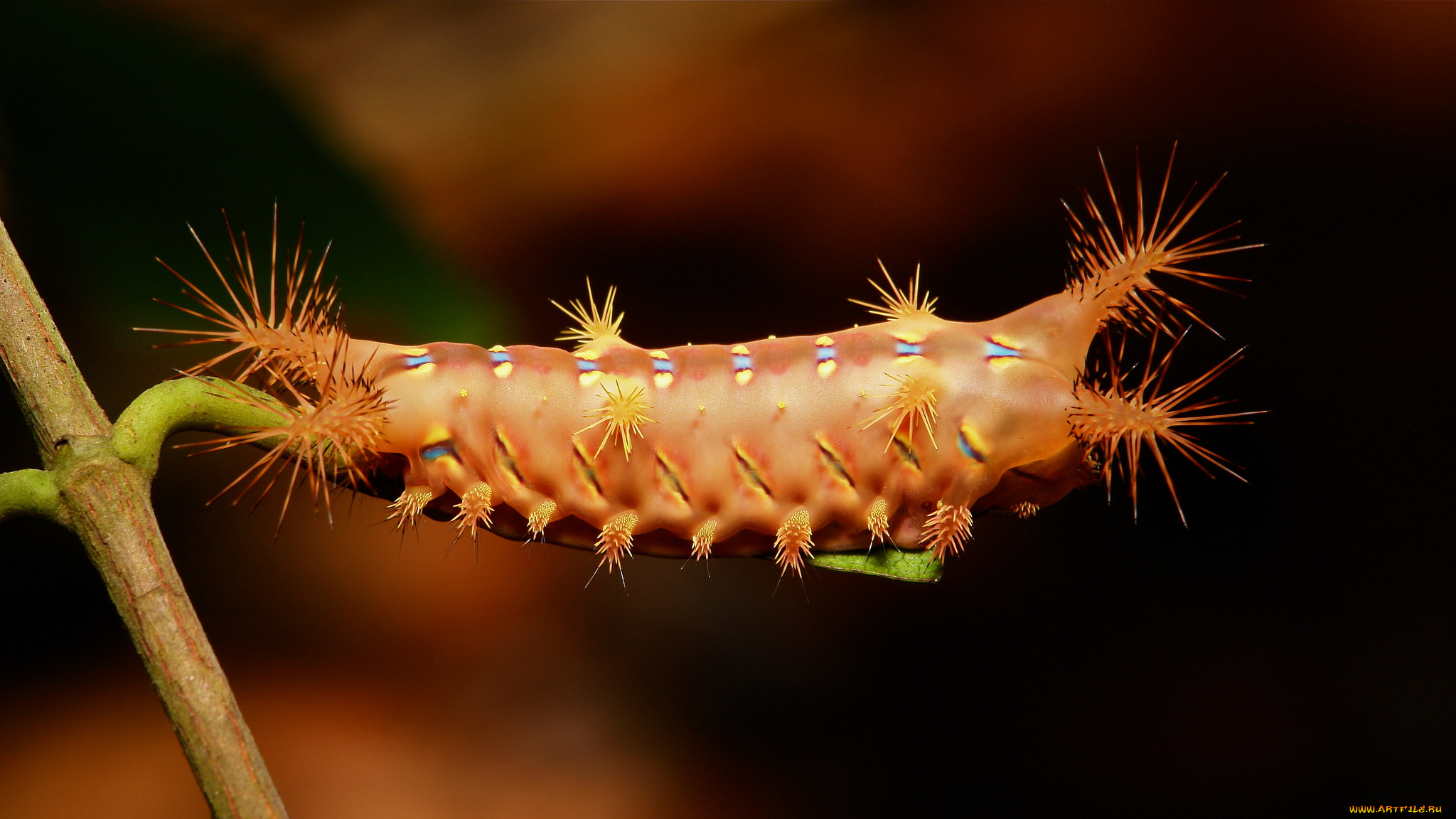 животные, гусеницы, itchydogimages, макро, гусеница, лист