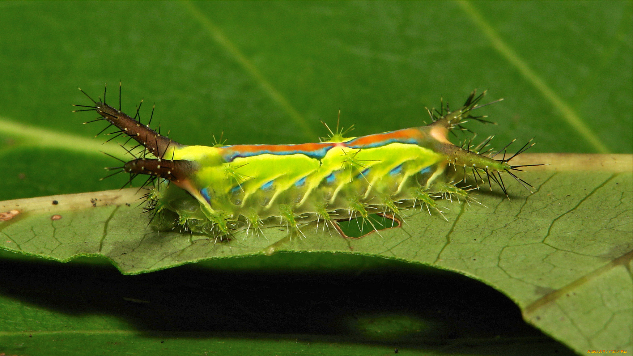 животные, гусеницы, itchydogimages, макро, насекомое, лист, гусеница, необычная