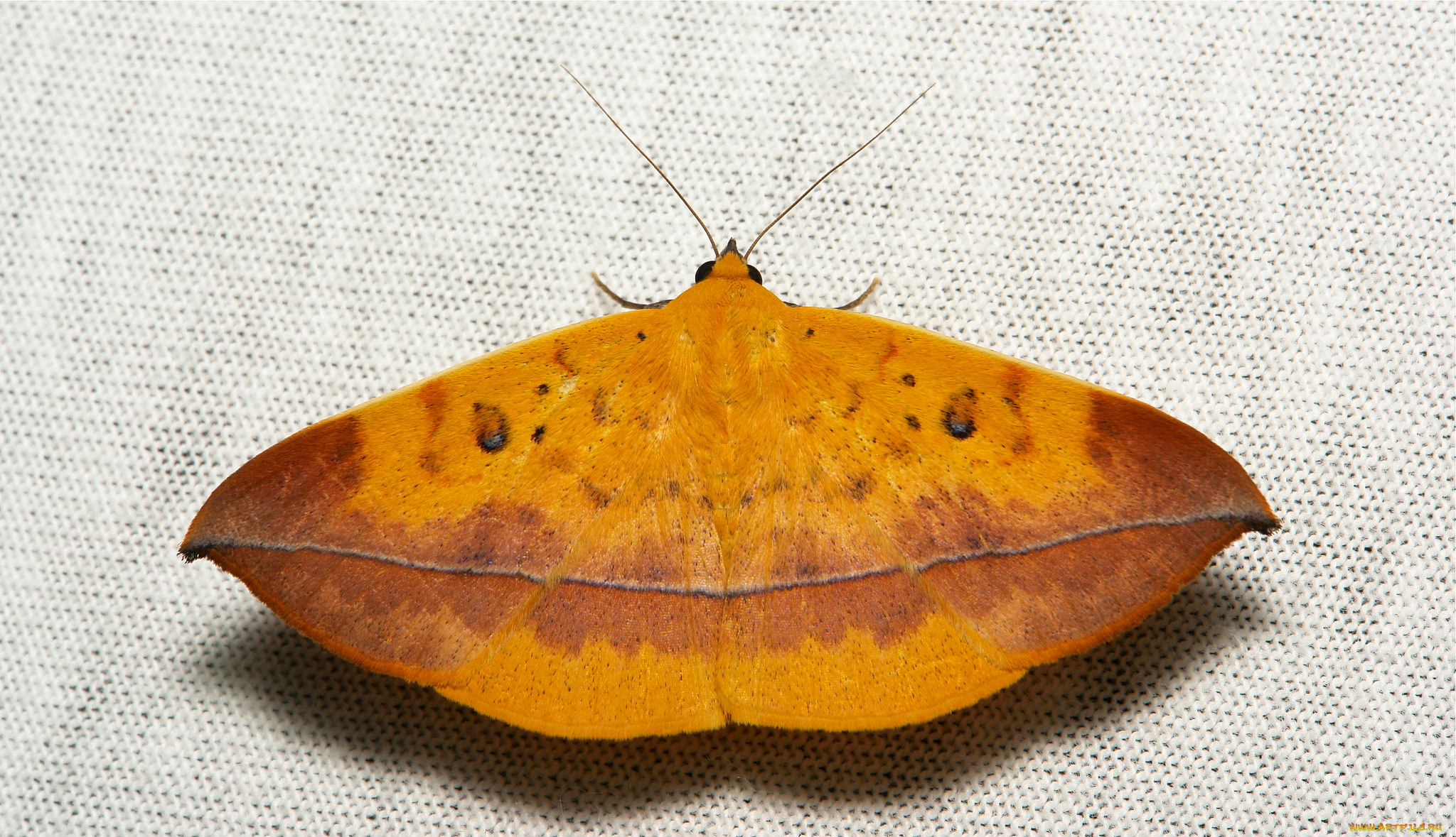 животные, бабочки, itchydogimages, макро, насекомое, мотылёк