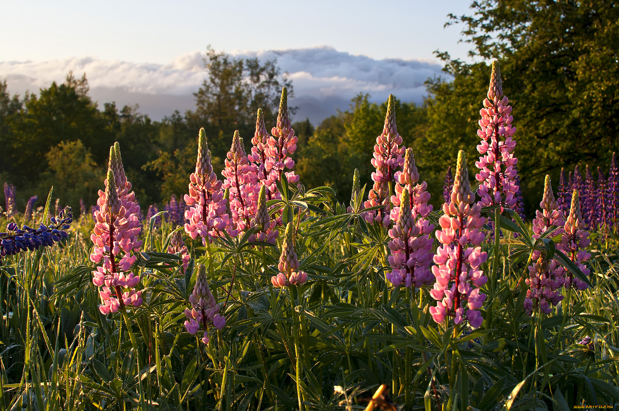 природа, луга, лес, цветы, луг