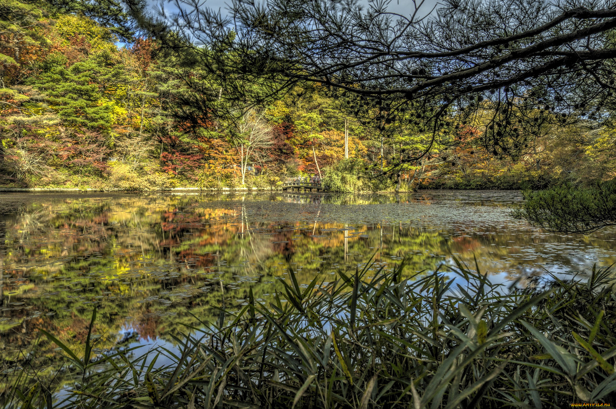 природа, реки, озера, заросли, осока, лес, река