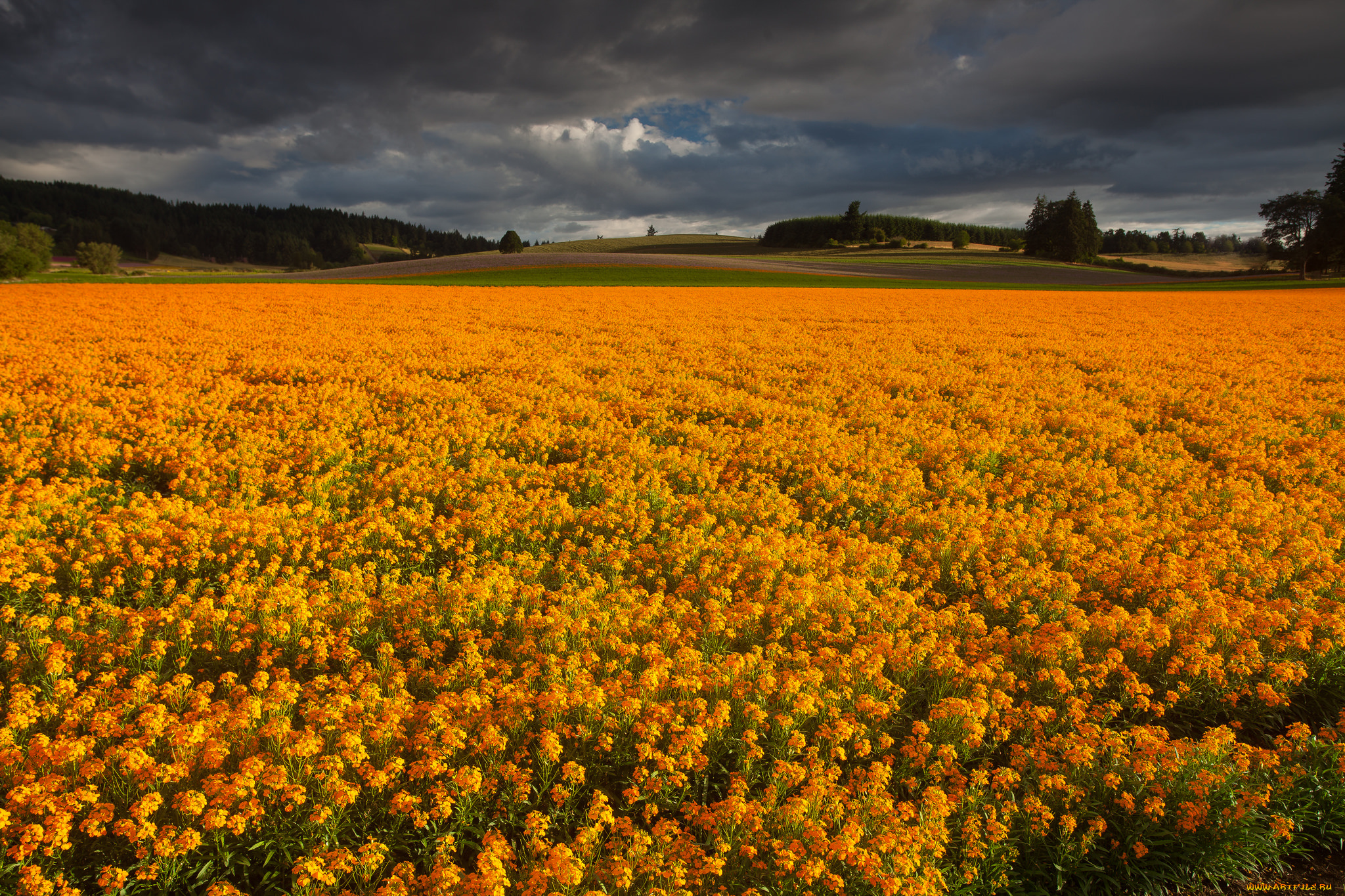 природа, луга, цветы, трава, луг