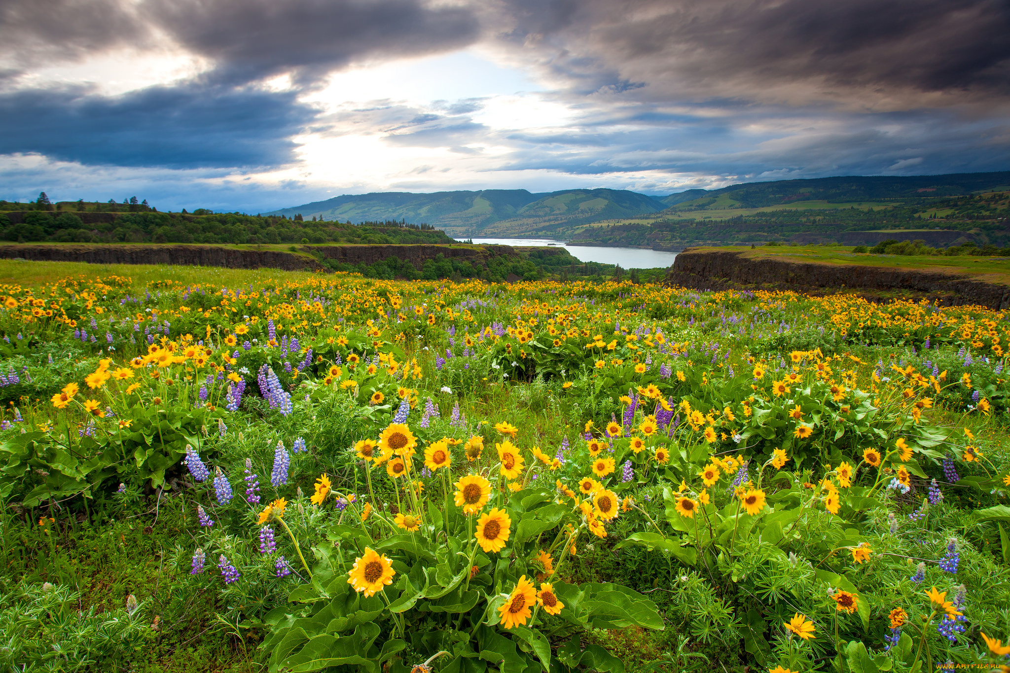 природа, луга, луг, река, цветы, трава