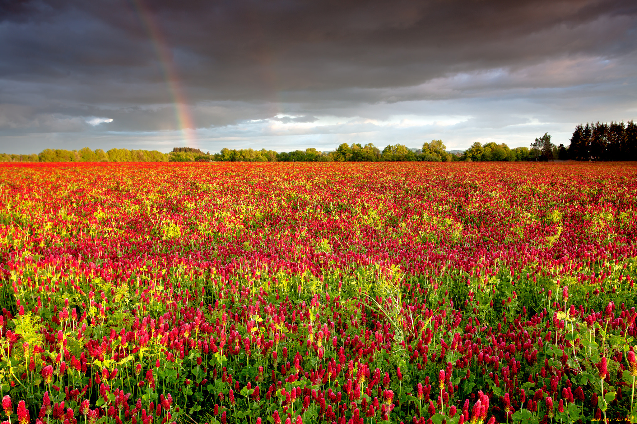 природа, радуга, луг, трава, цветы