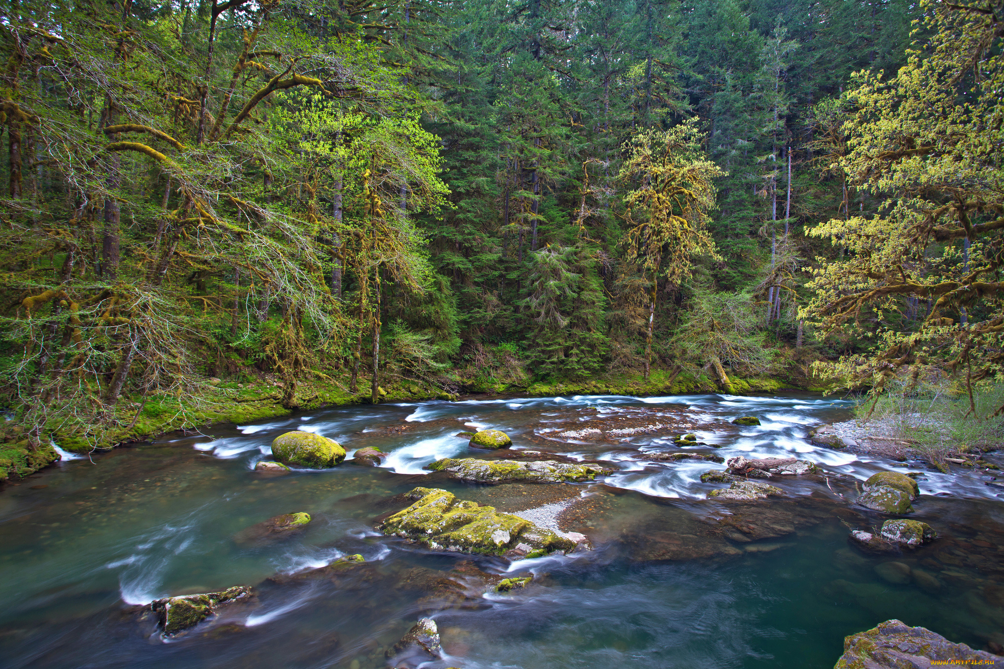 природа, реки, озера, пороги, река, лес