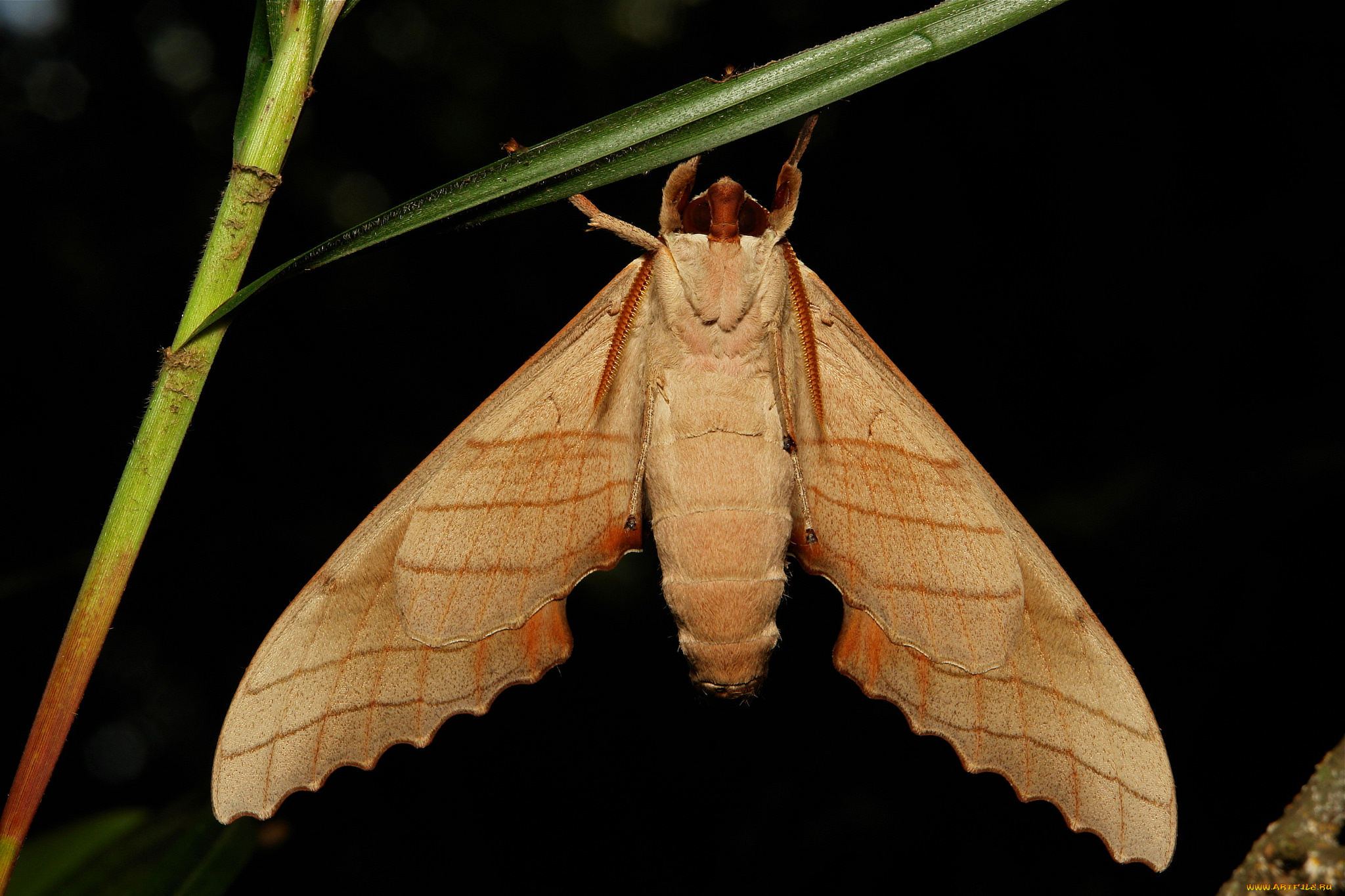 животные, бабочки, itchydogimages, макро, мотылёк, крылья