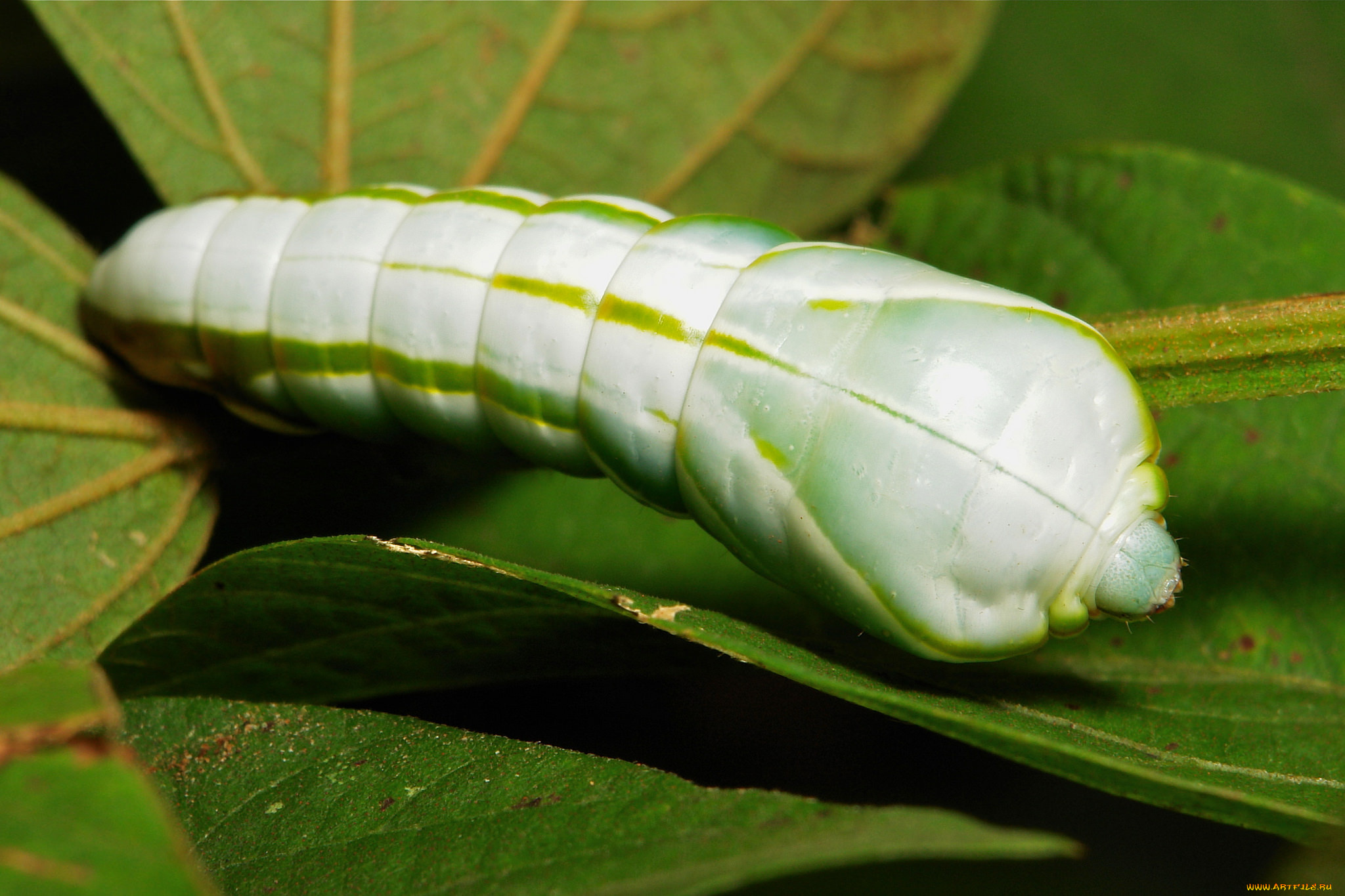 животные, гусеницы, itchydogimages, макро, гусеница, лист