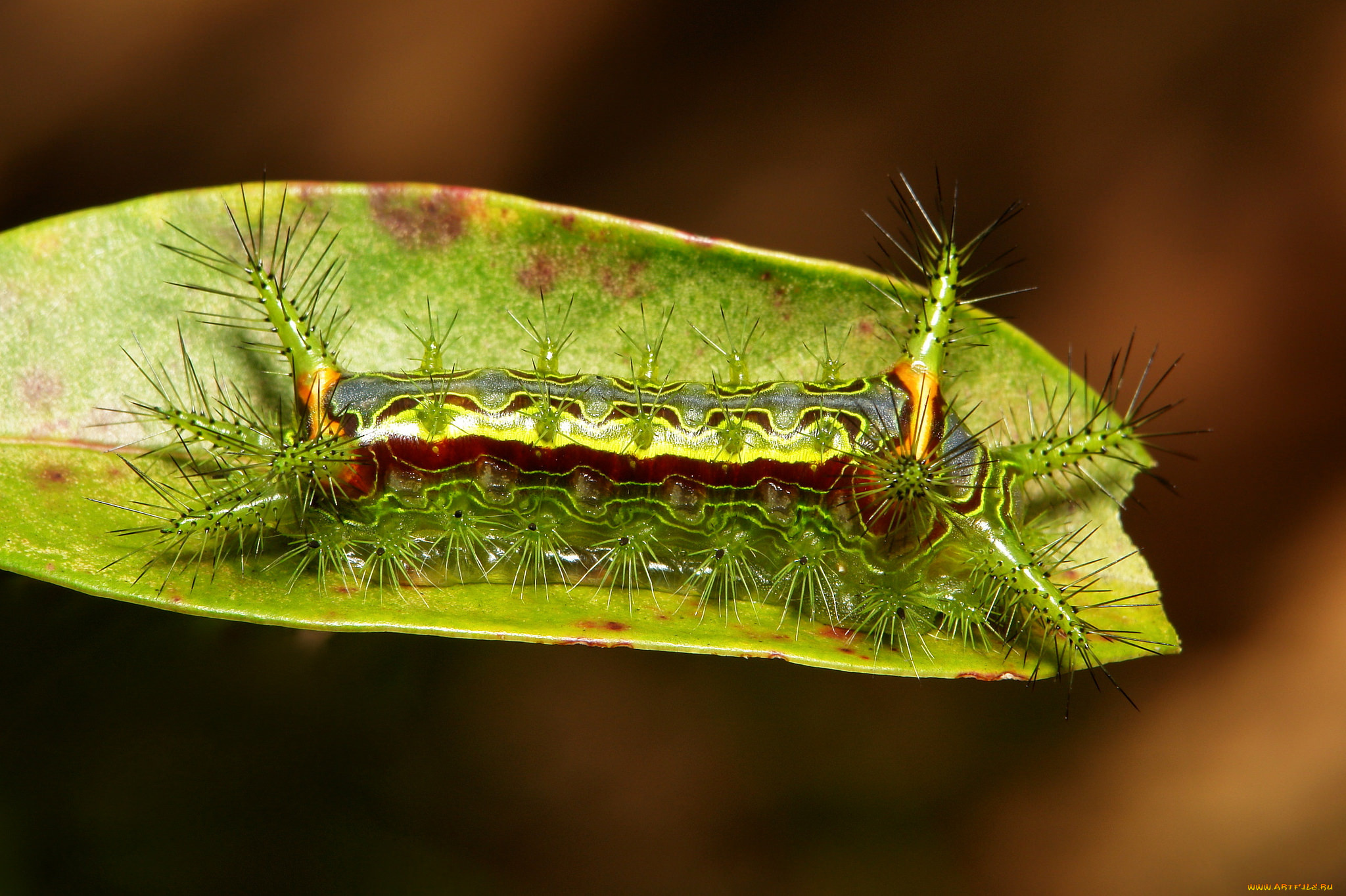 животные, гусеницы, itchydogimages, макро, насекомое, лист, гусеница, необычная