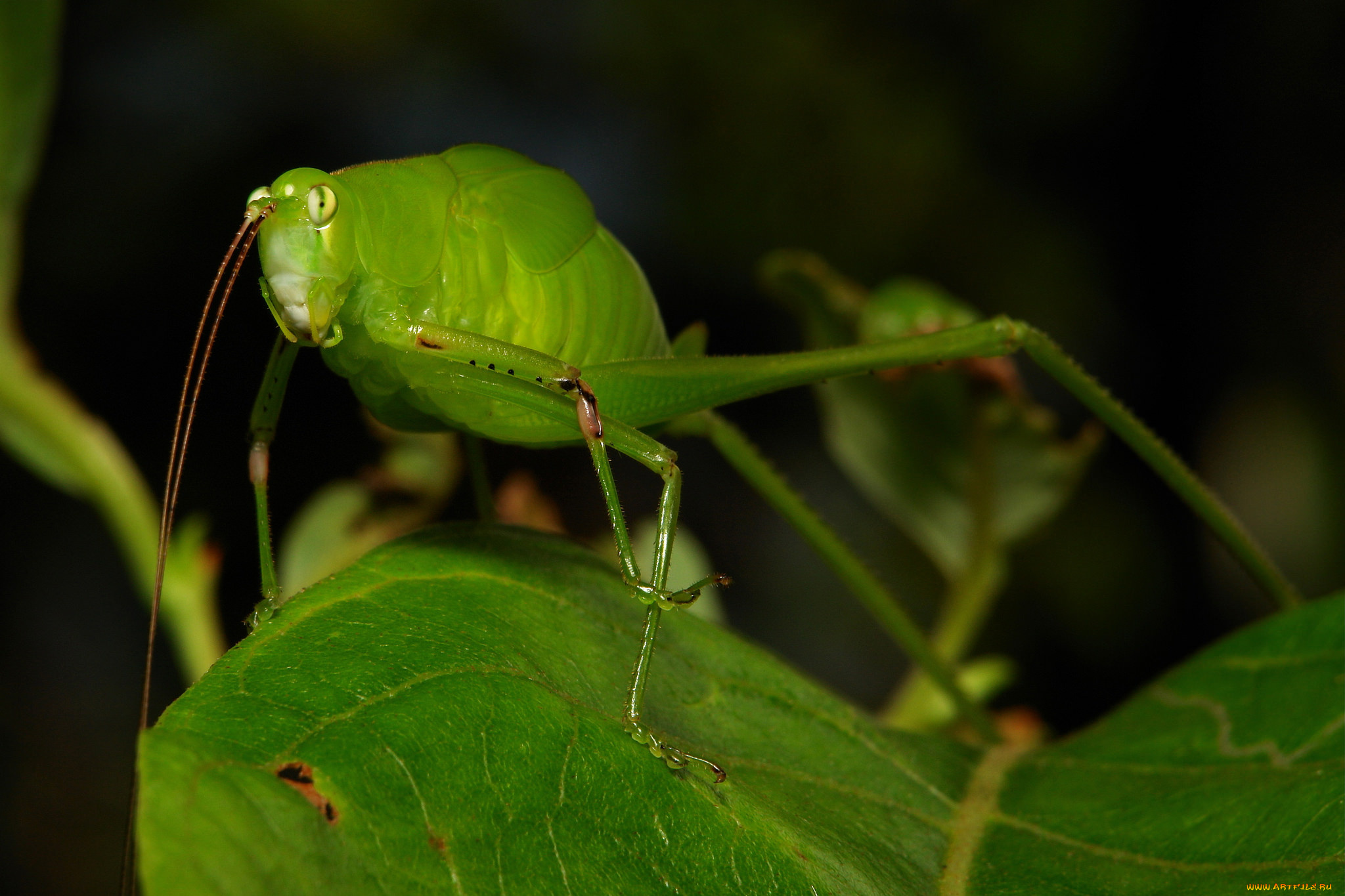 животные, кузнечики, , саранча, itchydogimages, макро, кузнечик, лист