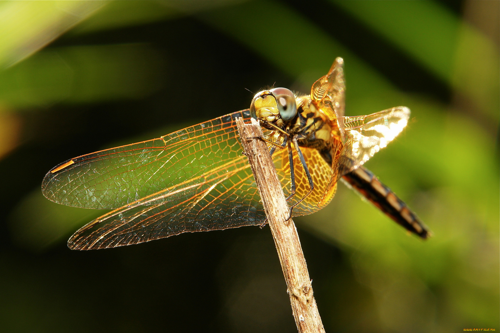 животные, стрекозы, itchydogimages, макро, травинка, стрекоза