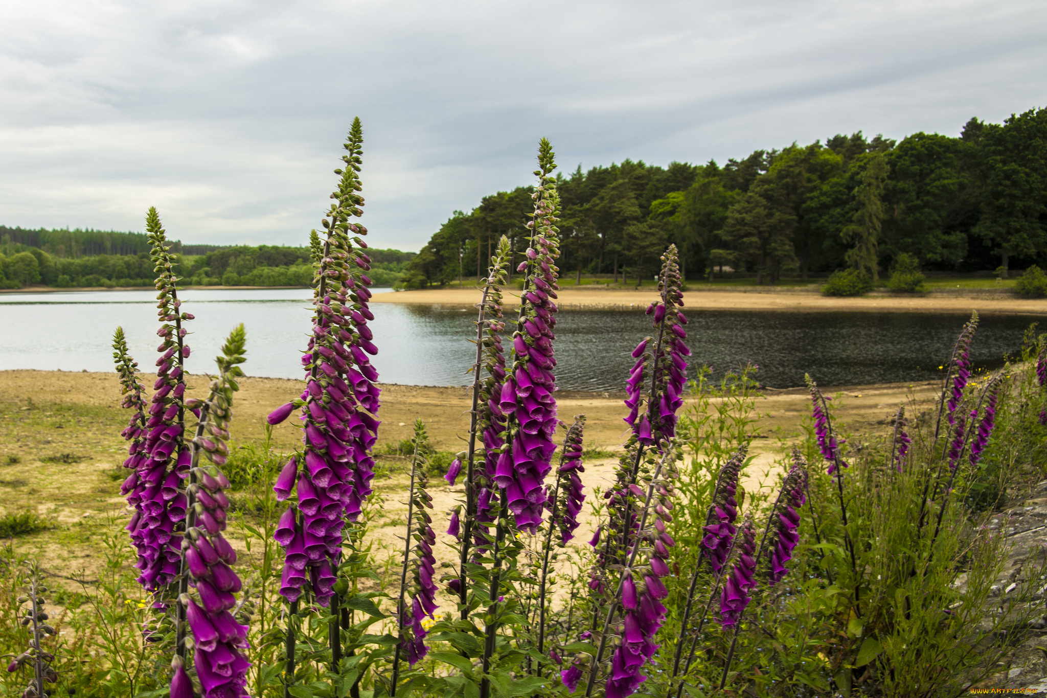 природа, реки, озера, луг, река, лес, цветы