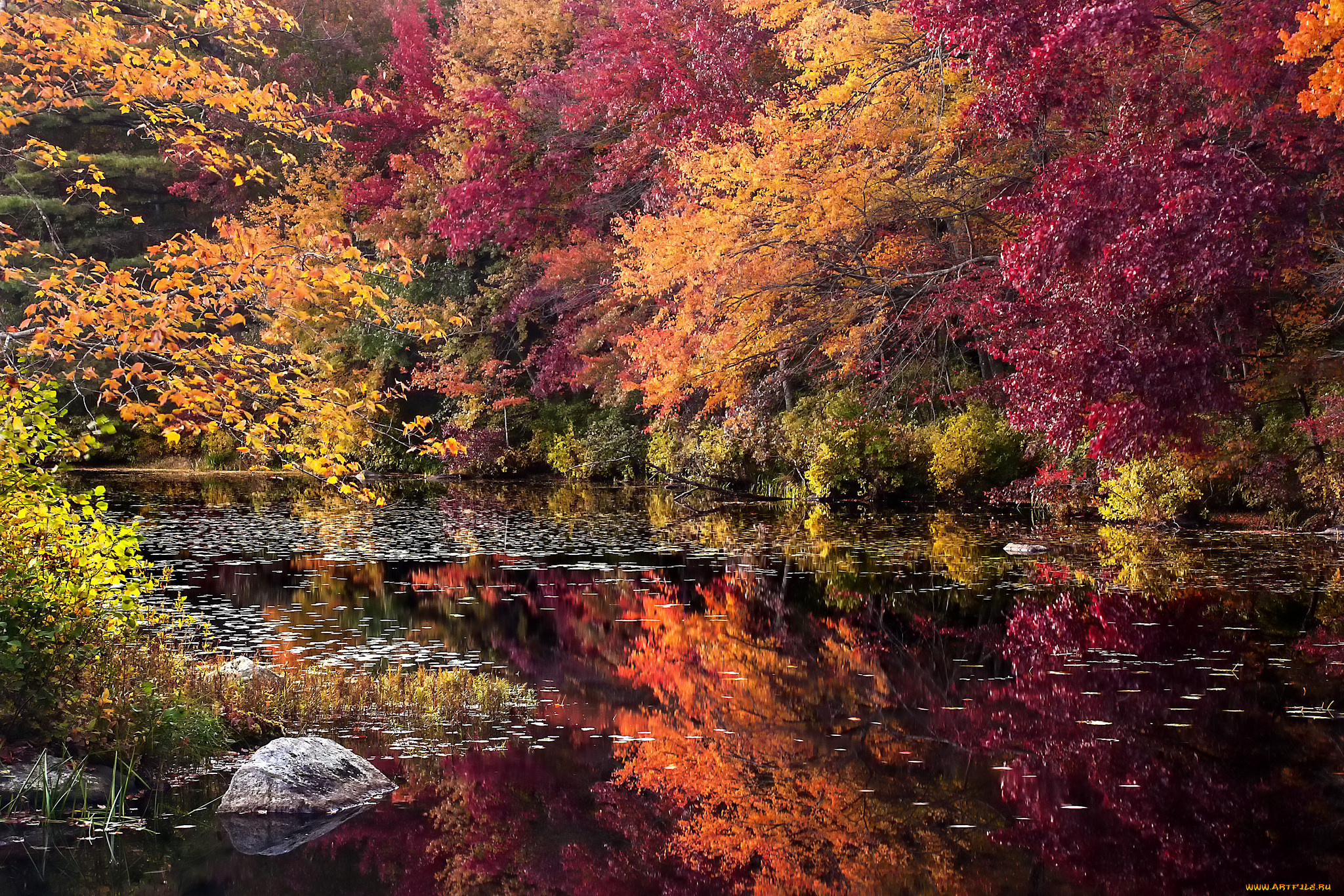 природа, реки, озера, осень, река, лес