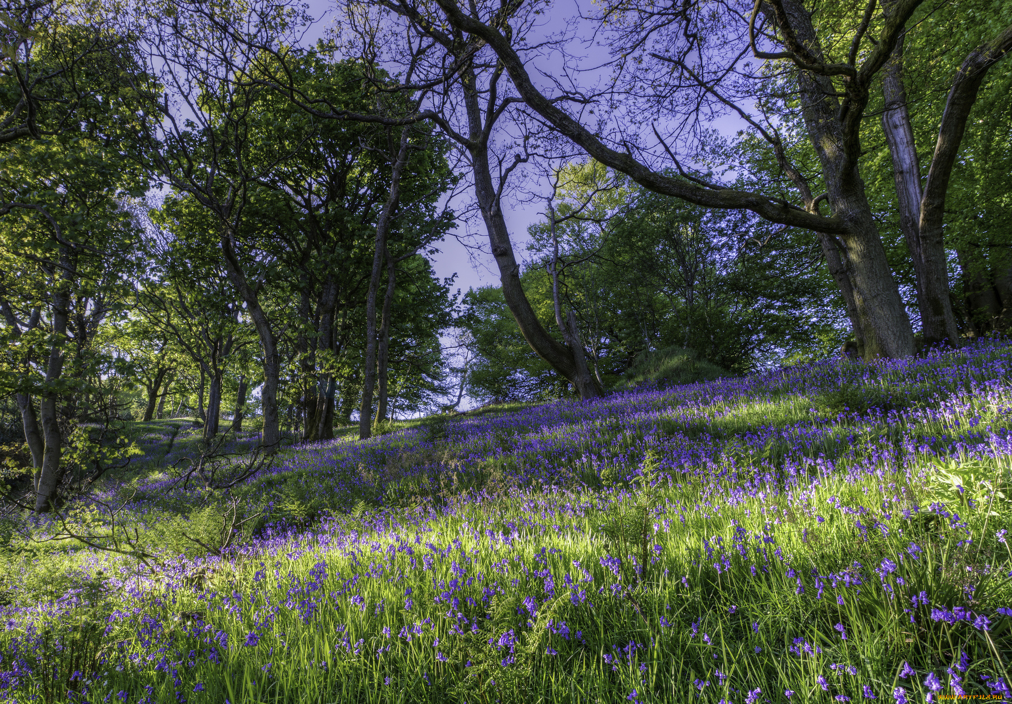 природа, луга, трава, лес, луг, цветы