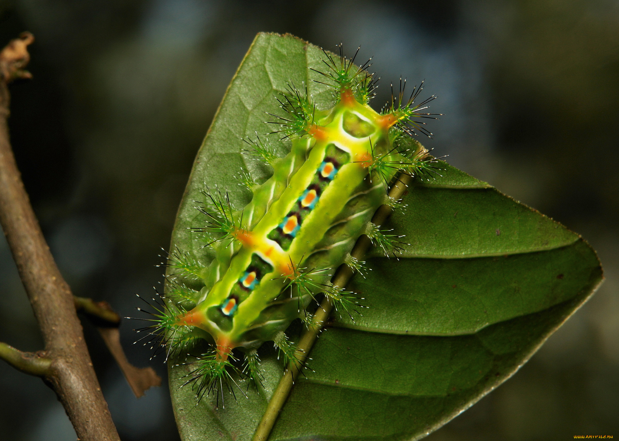 животные, гусеницы, itchydogimages, макро, насекомое, лист, гусеница, необычная
