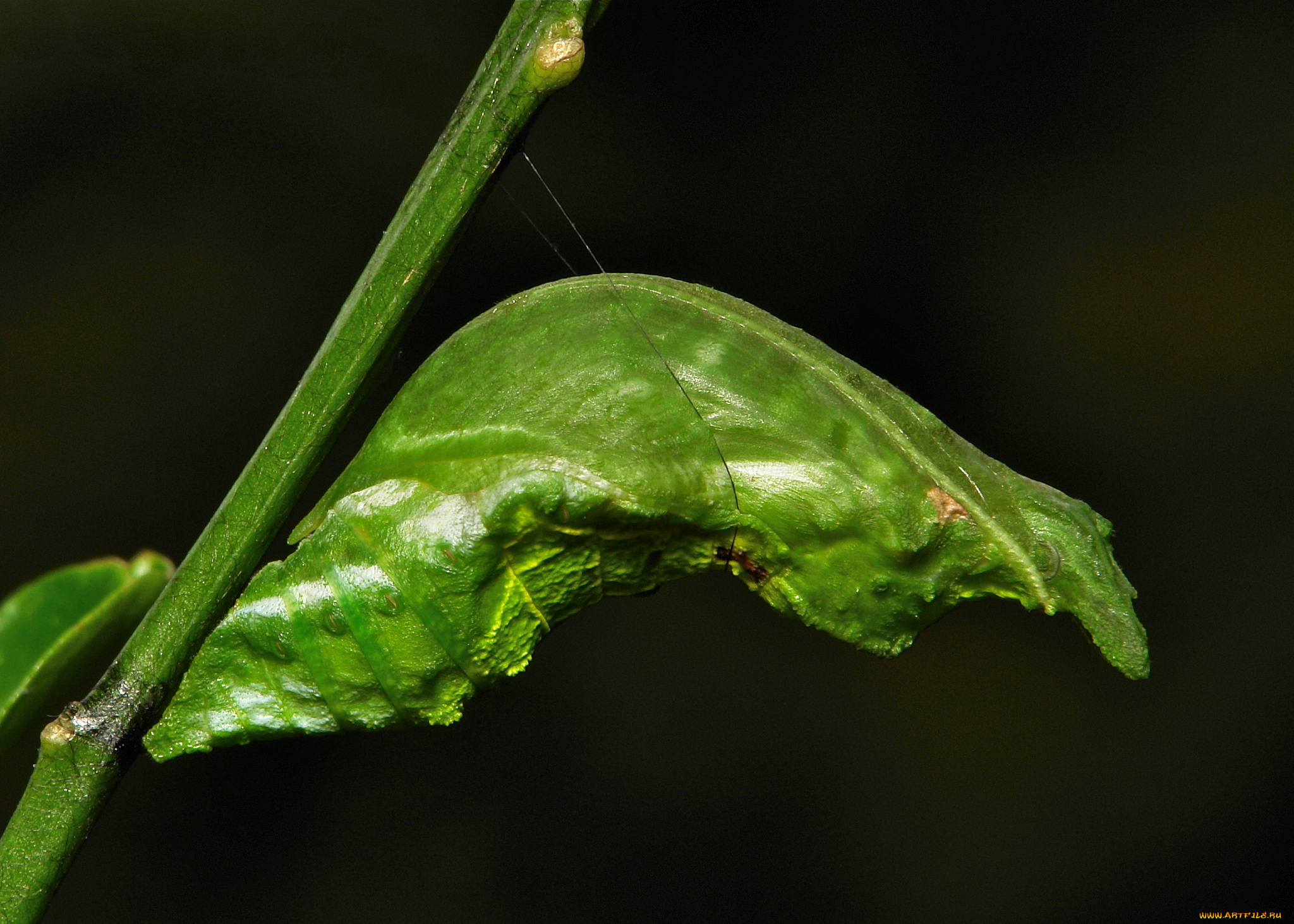 животные, насекомые, itchydogimages, макро, куколка, веточка