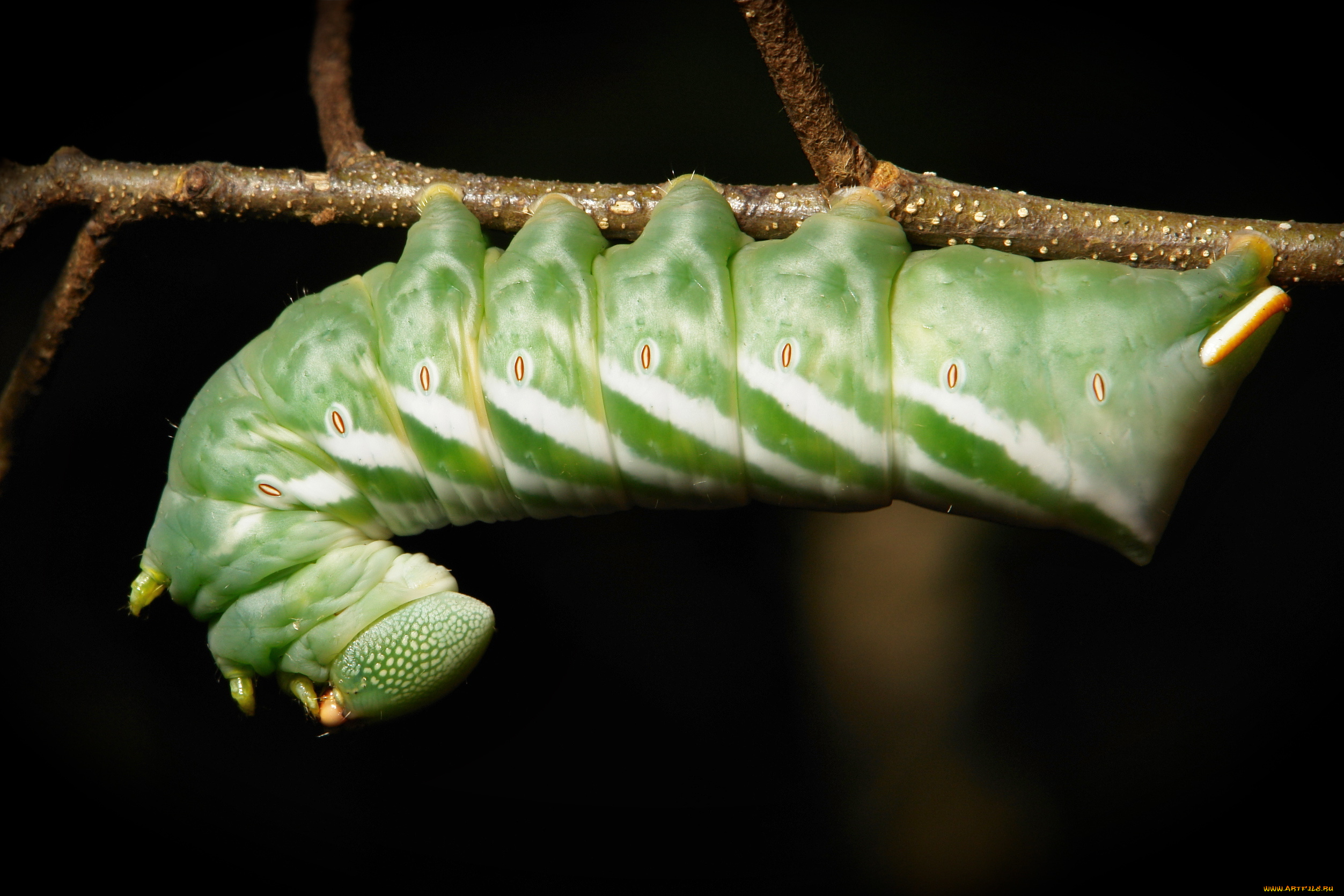 животные, гусеницы, itchydogimages, макро, гусеница, веточка