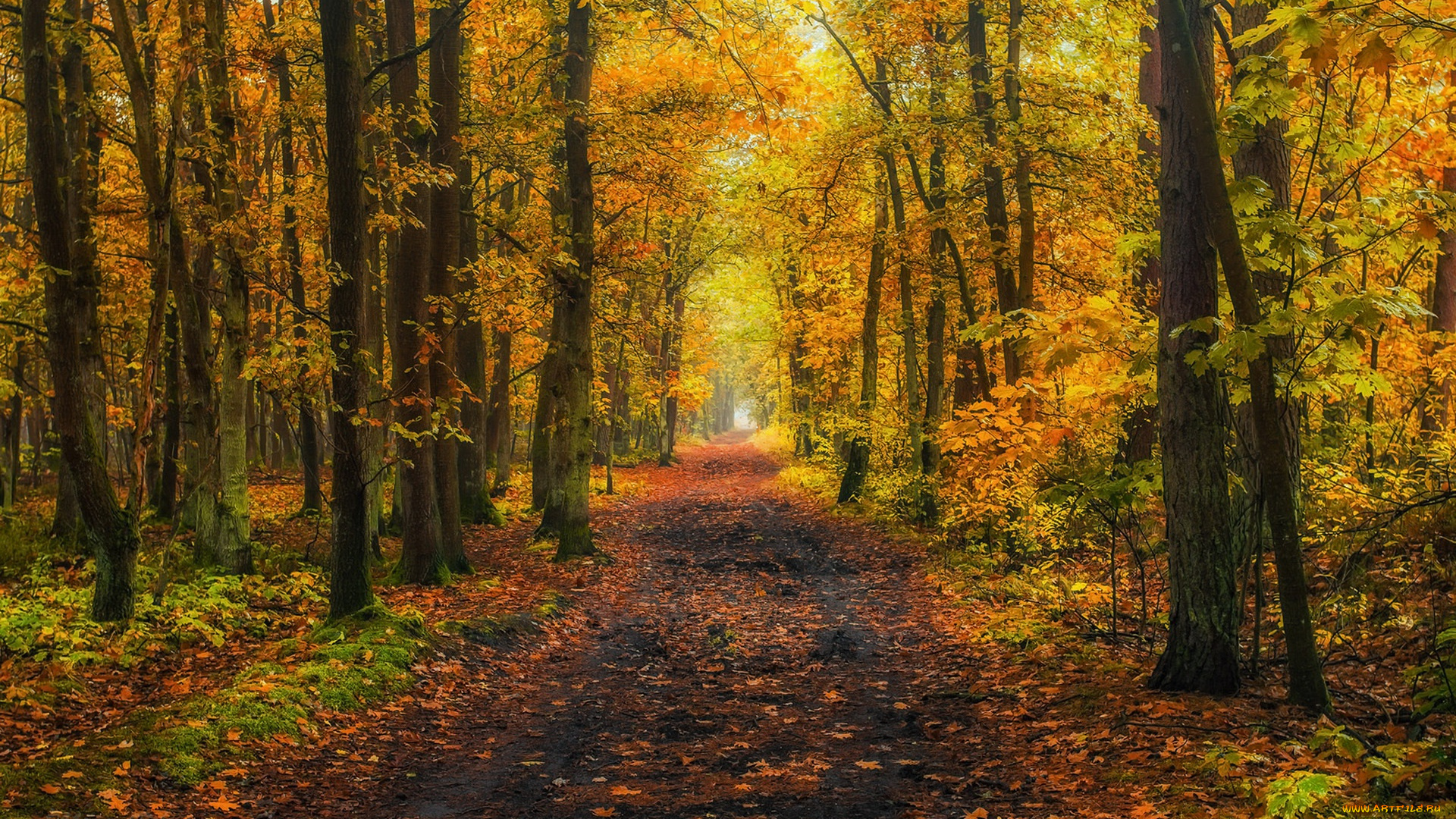 природа, дороги, осень, лес, дорога