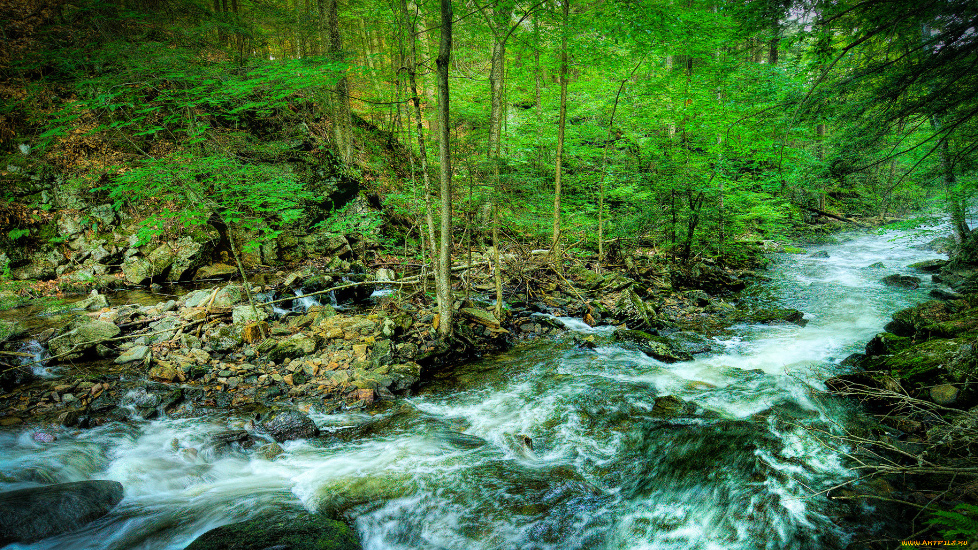 природа, реки, озера, река, лес