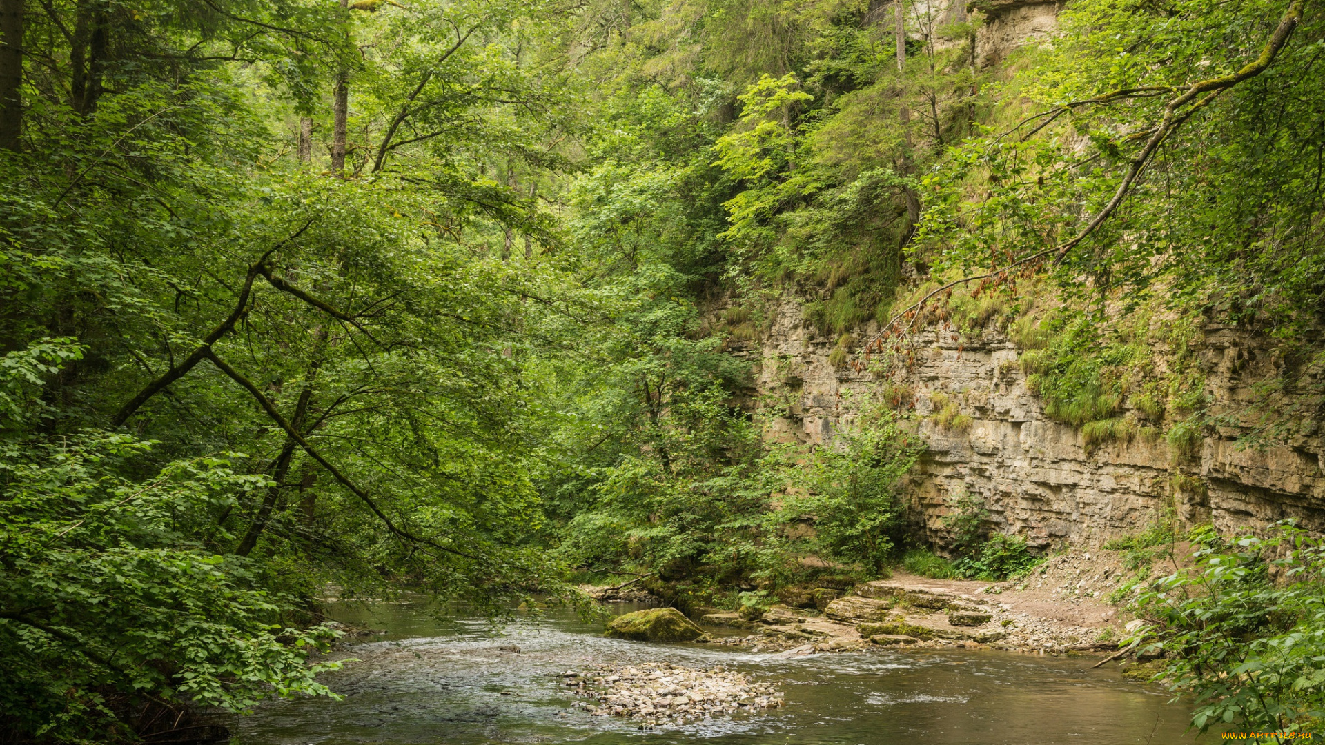 природа, реки, озера, река, лес