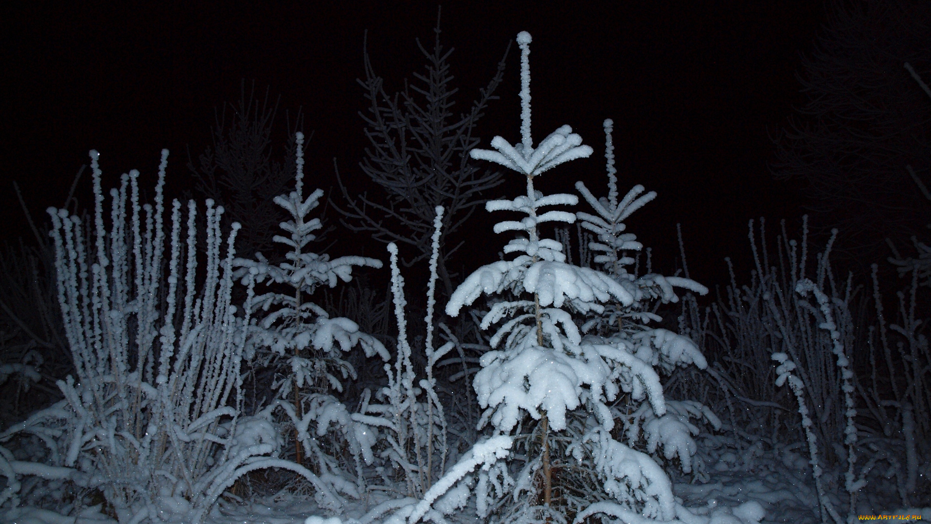 природа, зима, лес, ель, снег, ночь, свет