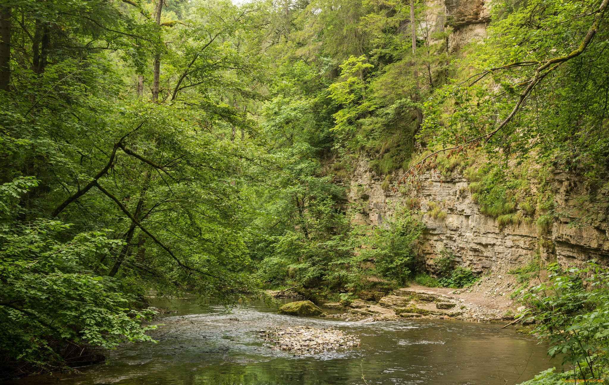 природа, реки, озера, река, лес