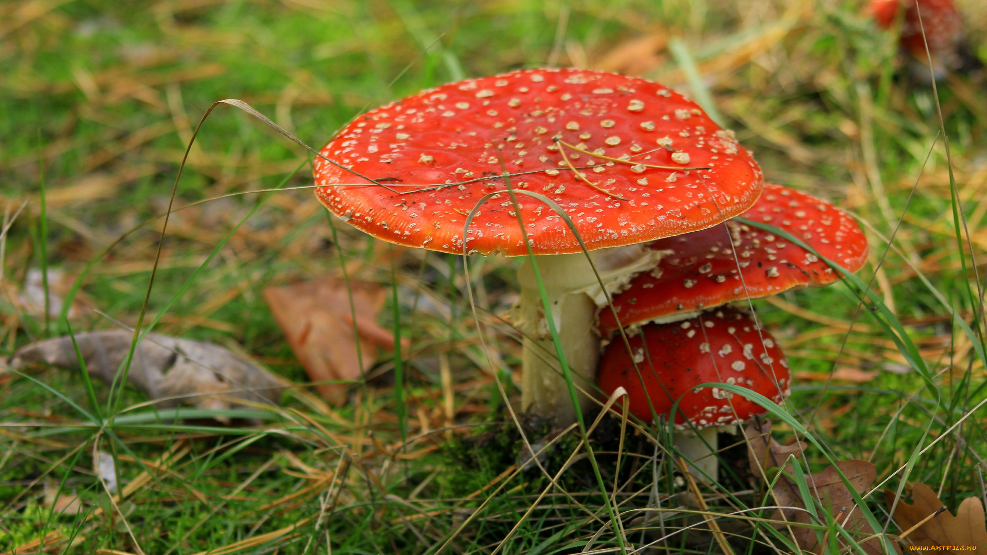 природа, грибы, , мухомор, семейка, грибная