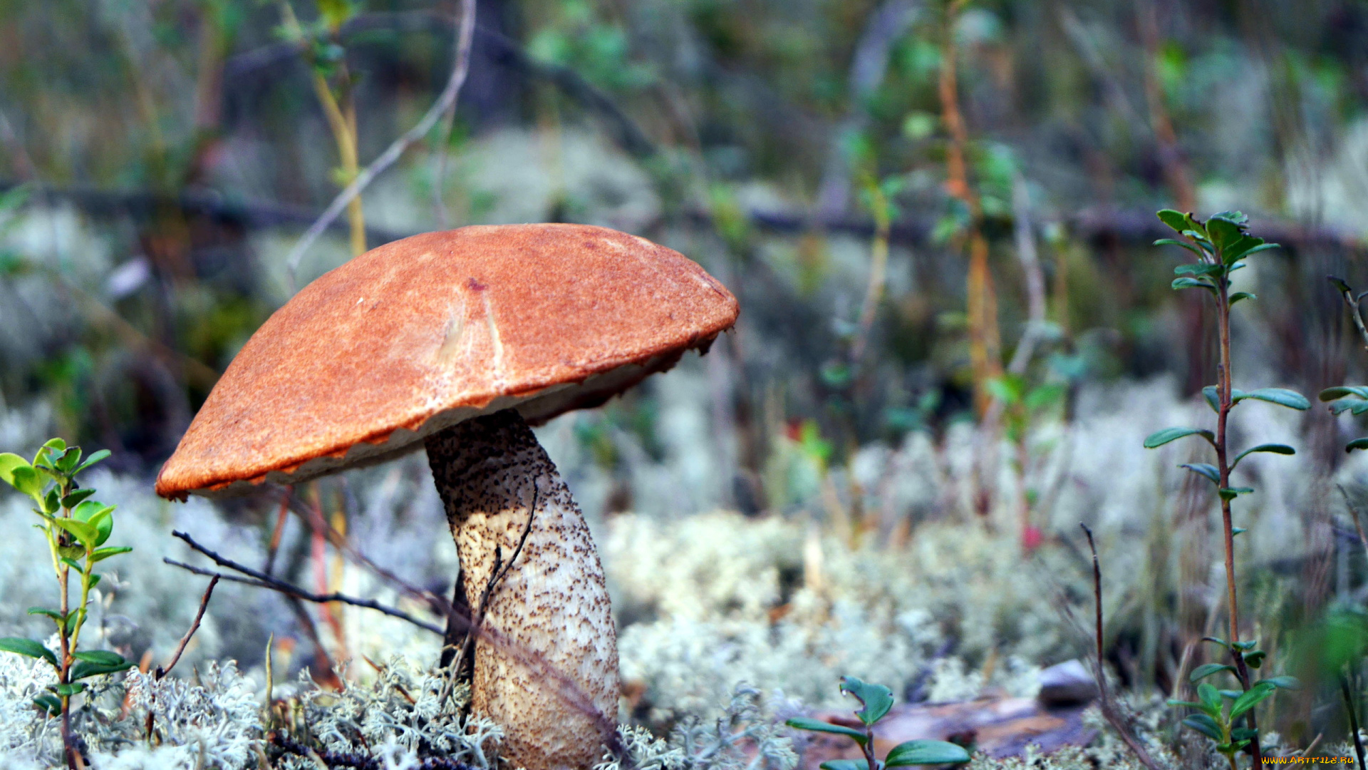 природа, грибы, подосиновик