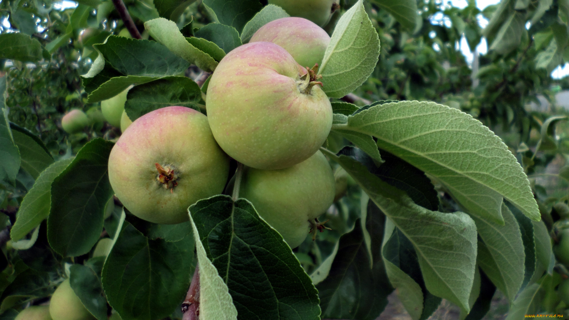 природа, плоды, яблоки