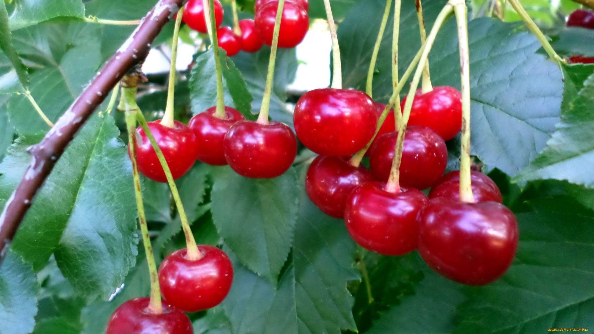 природа, Ягоды, вишня