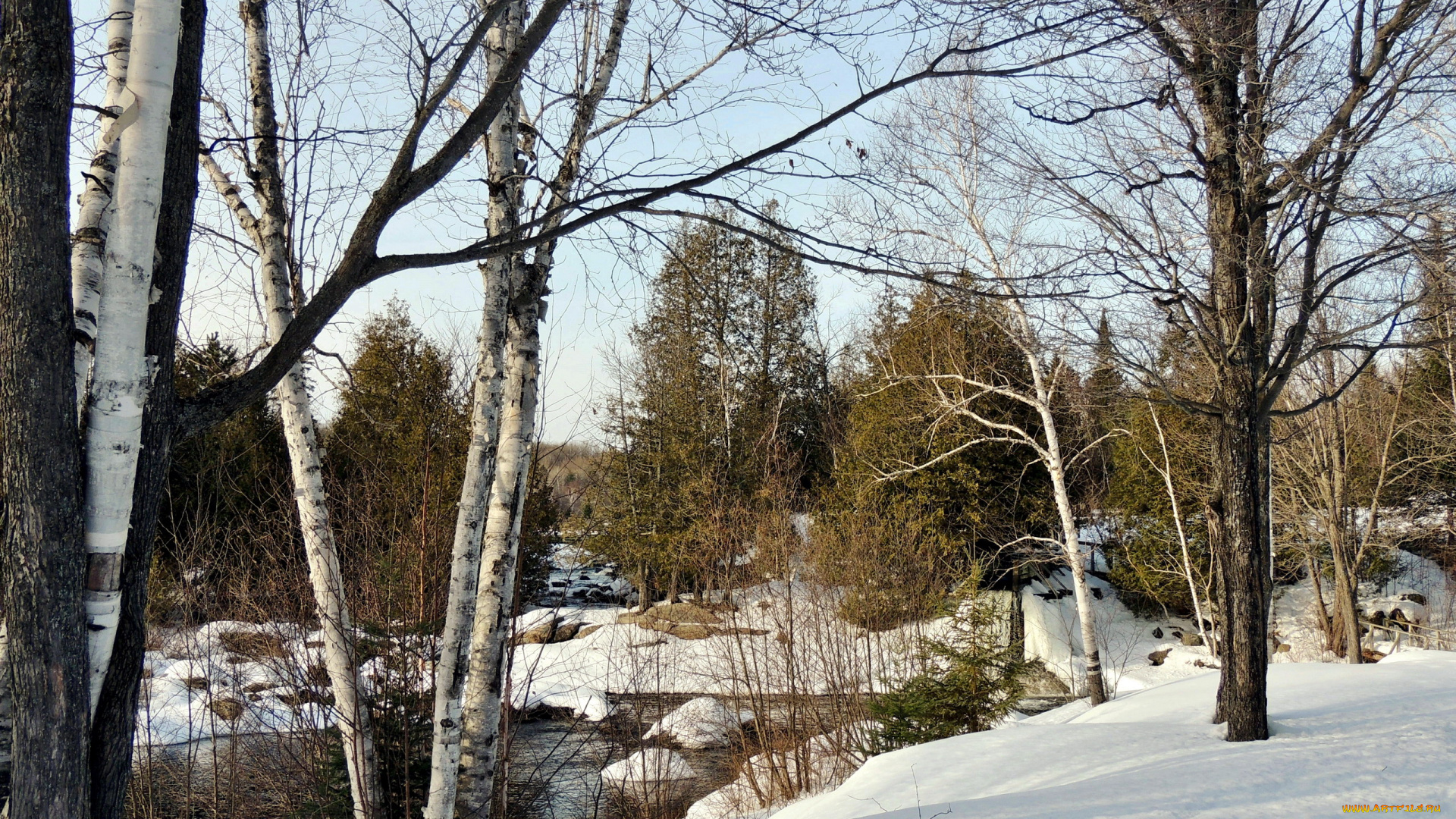 природа, зима, березы, снег
