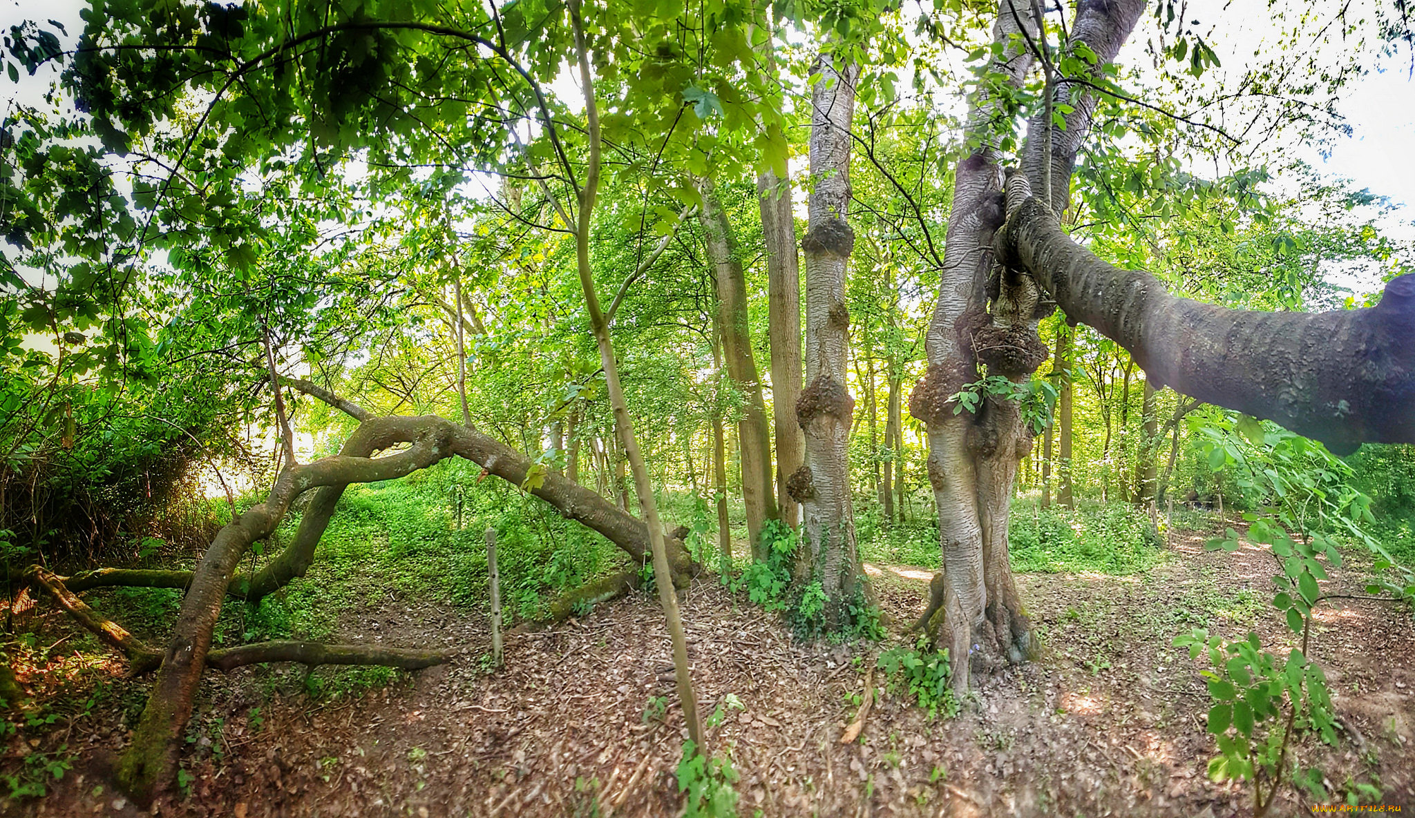 природа, лес, простор