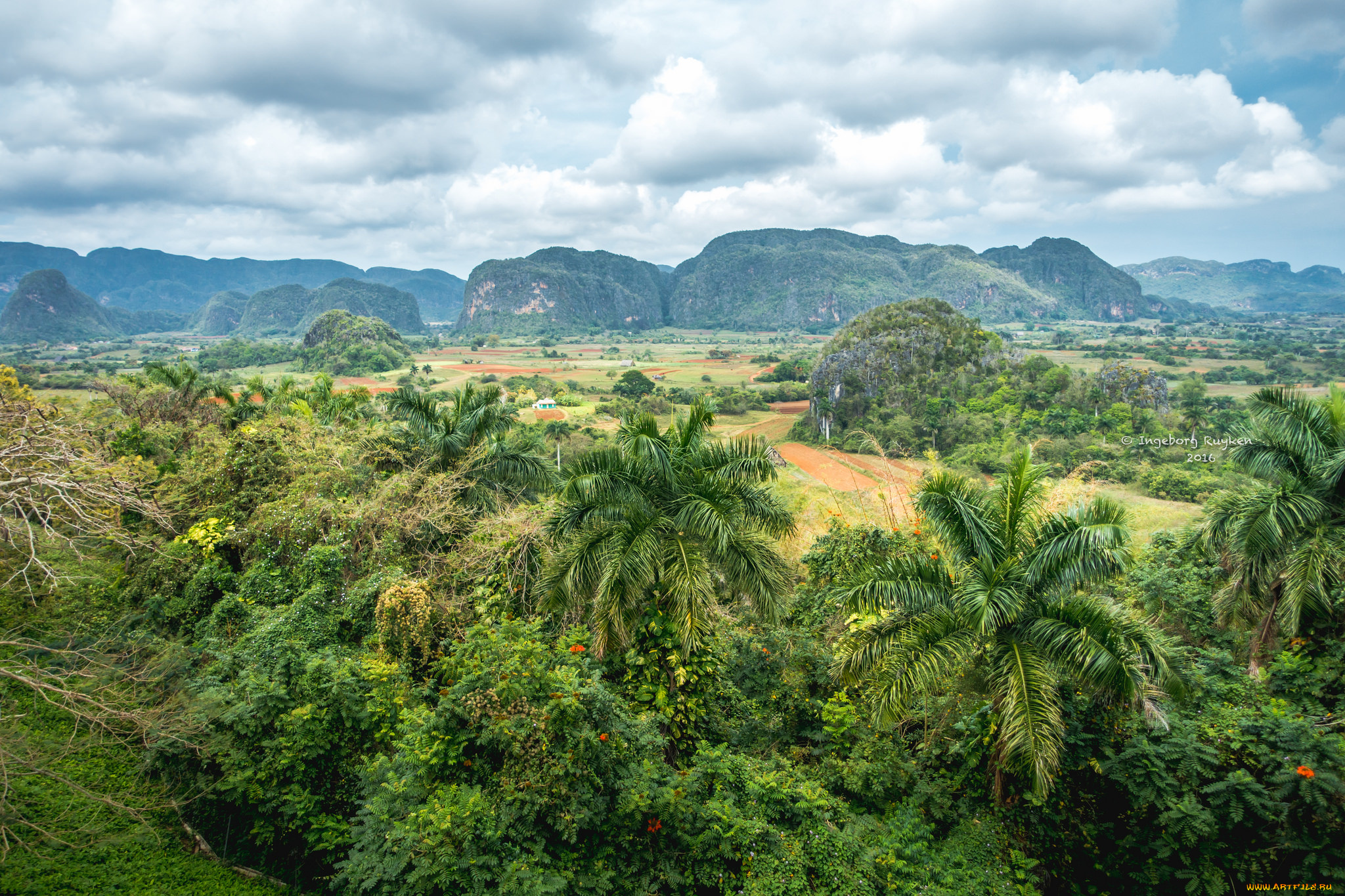 природа, тропики, простор