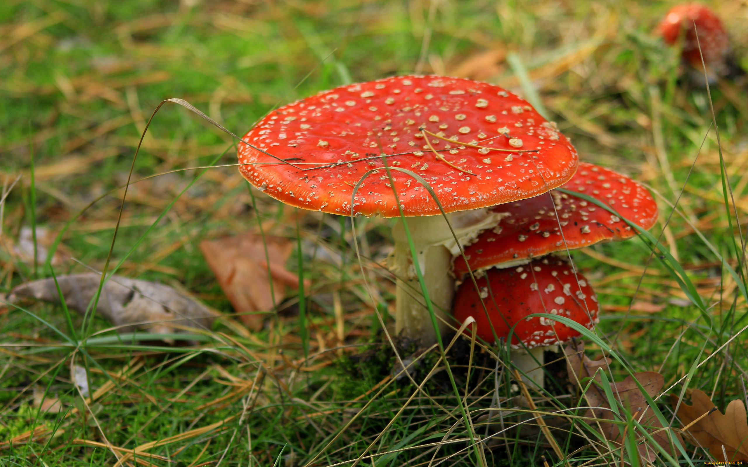 природа, грибы, , мухомор, семейка, грибная
