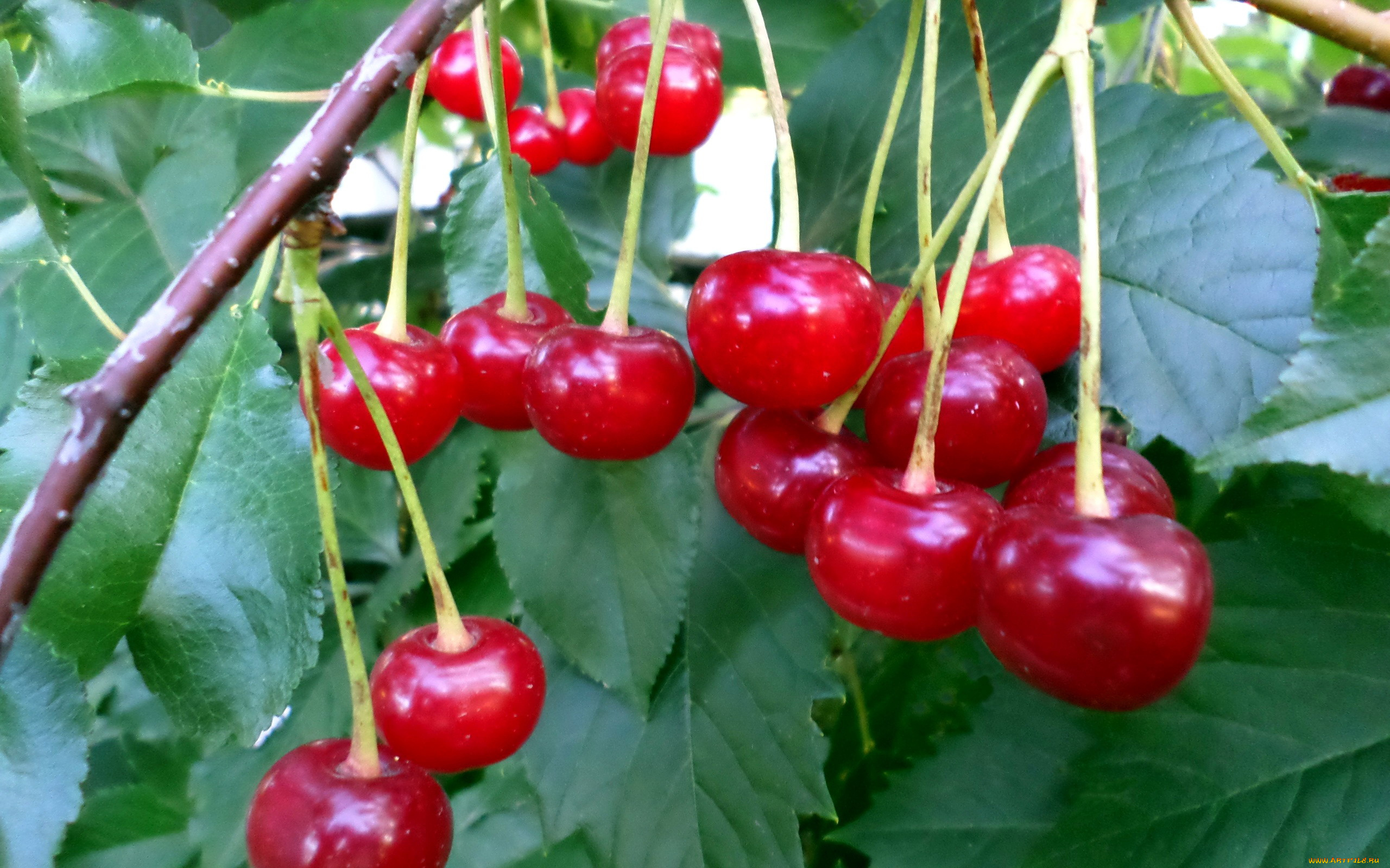 природа, Ягоды, вишня